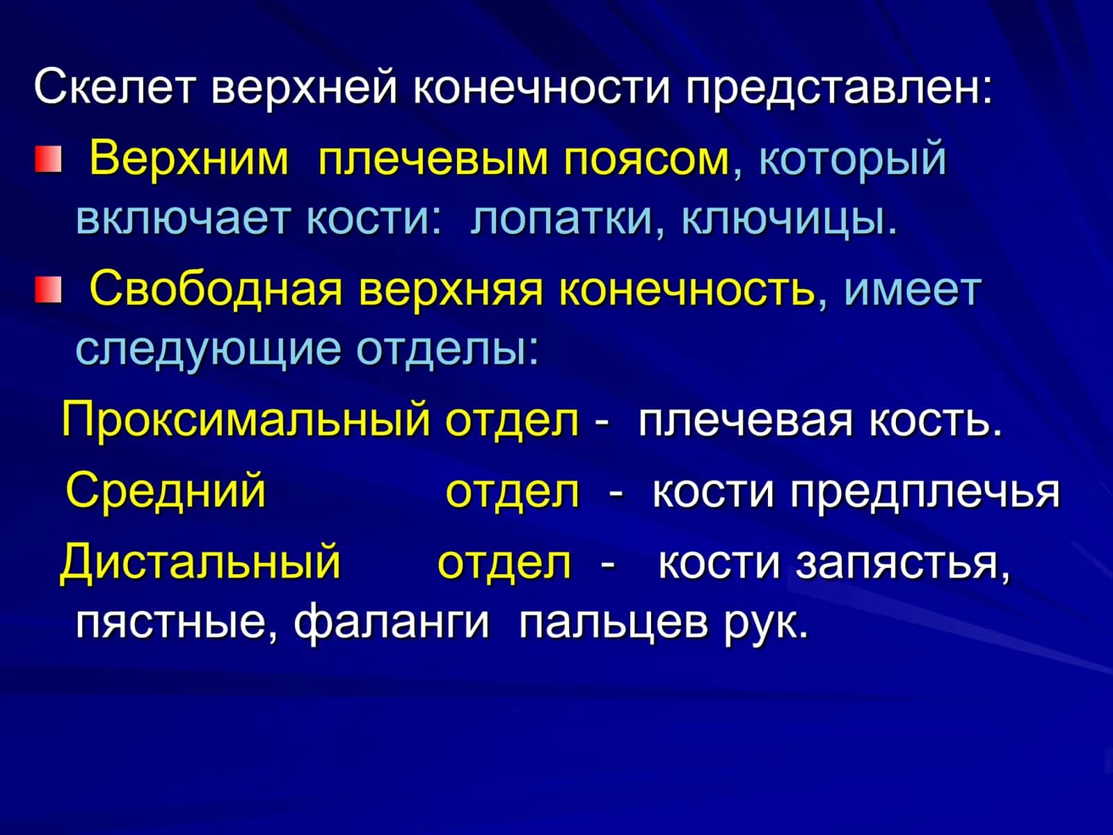 Рентгеноанатомия костно-суставного Аппарата 2