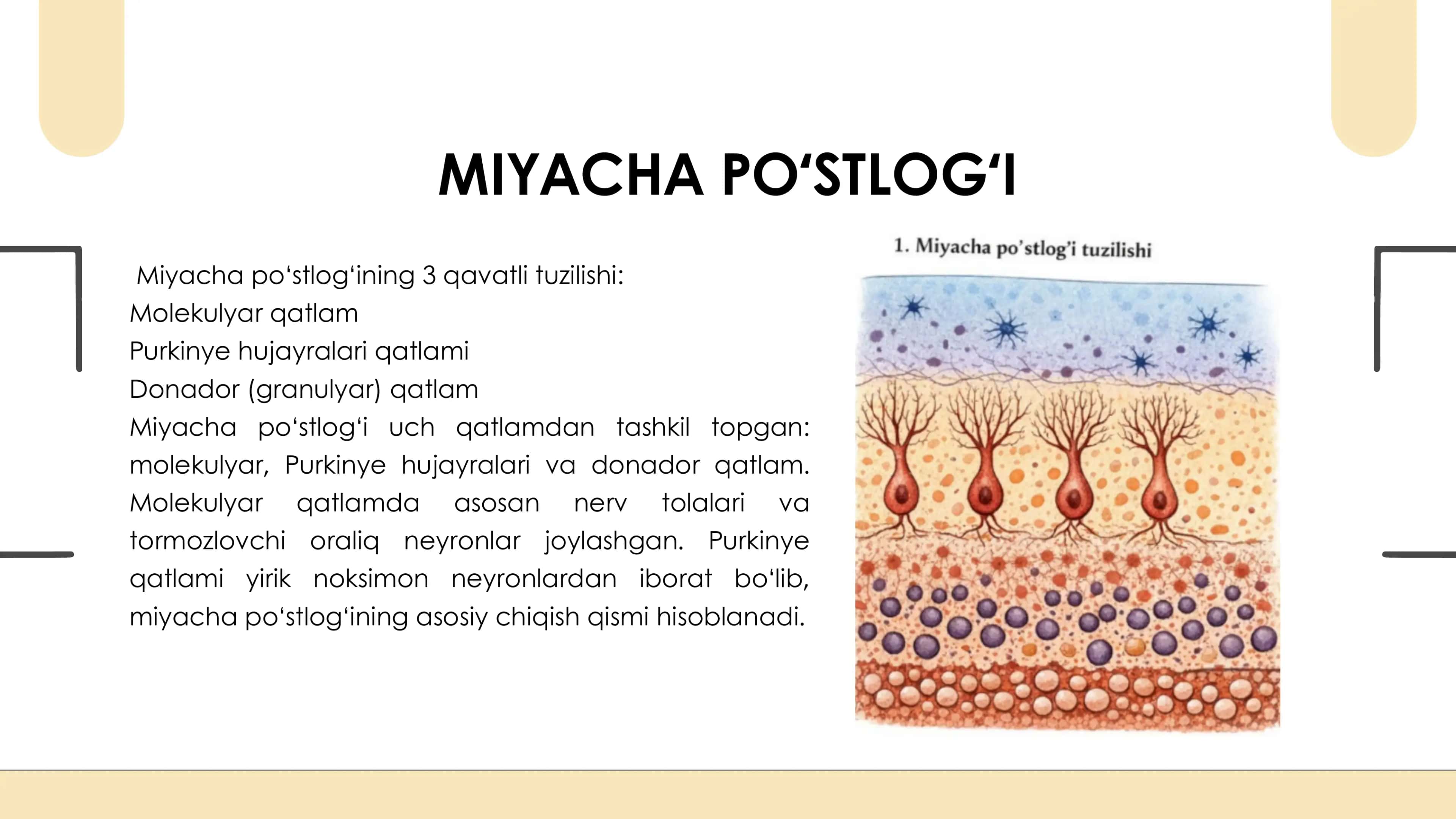 MIYACHADA NEYRONLARARO ALOQALAR 2