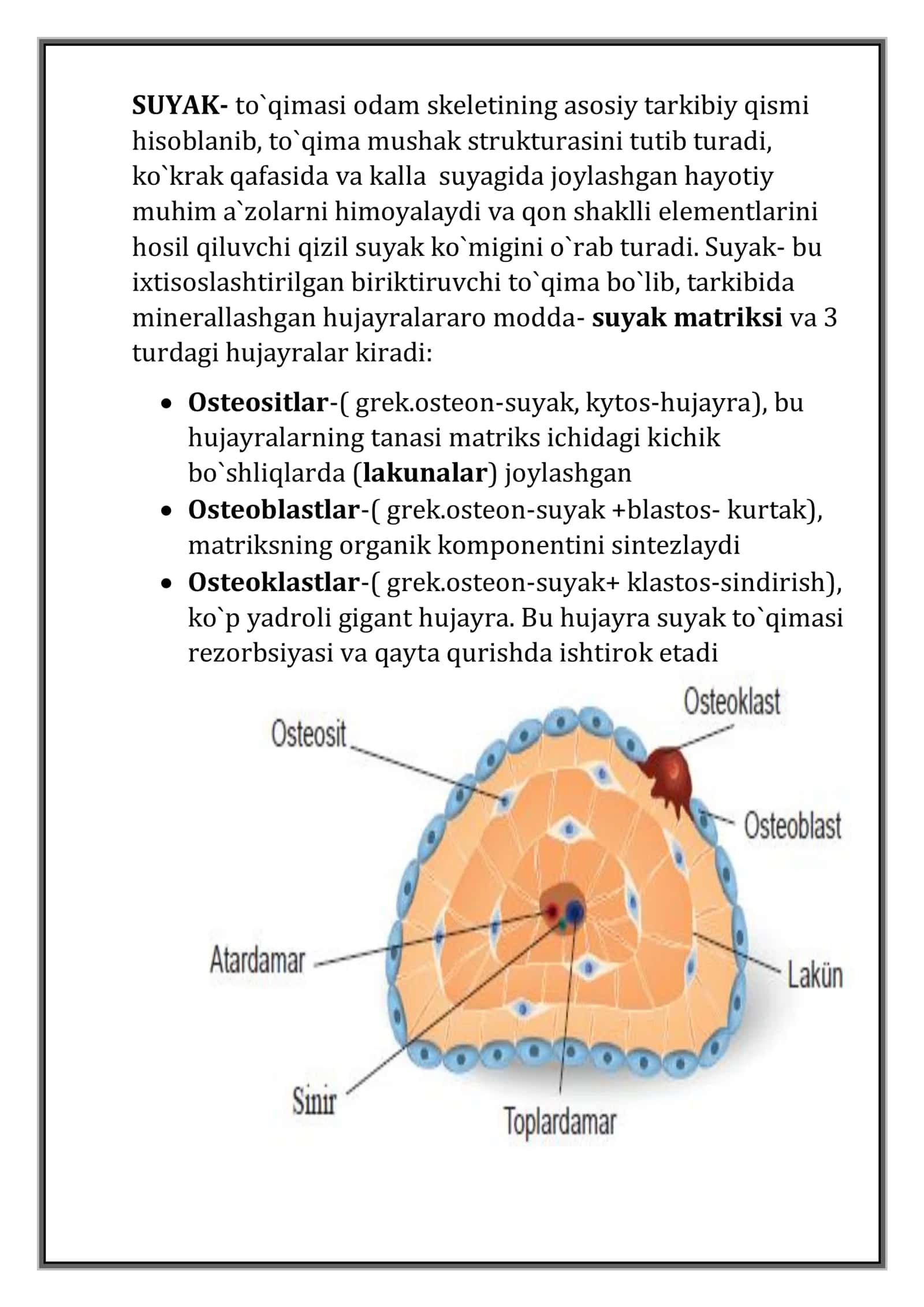 Suyak strukturasini o`rganish 2