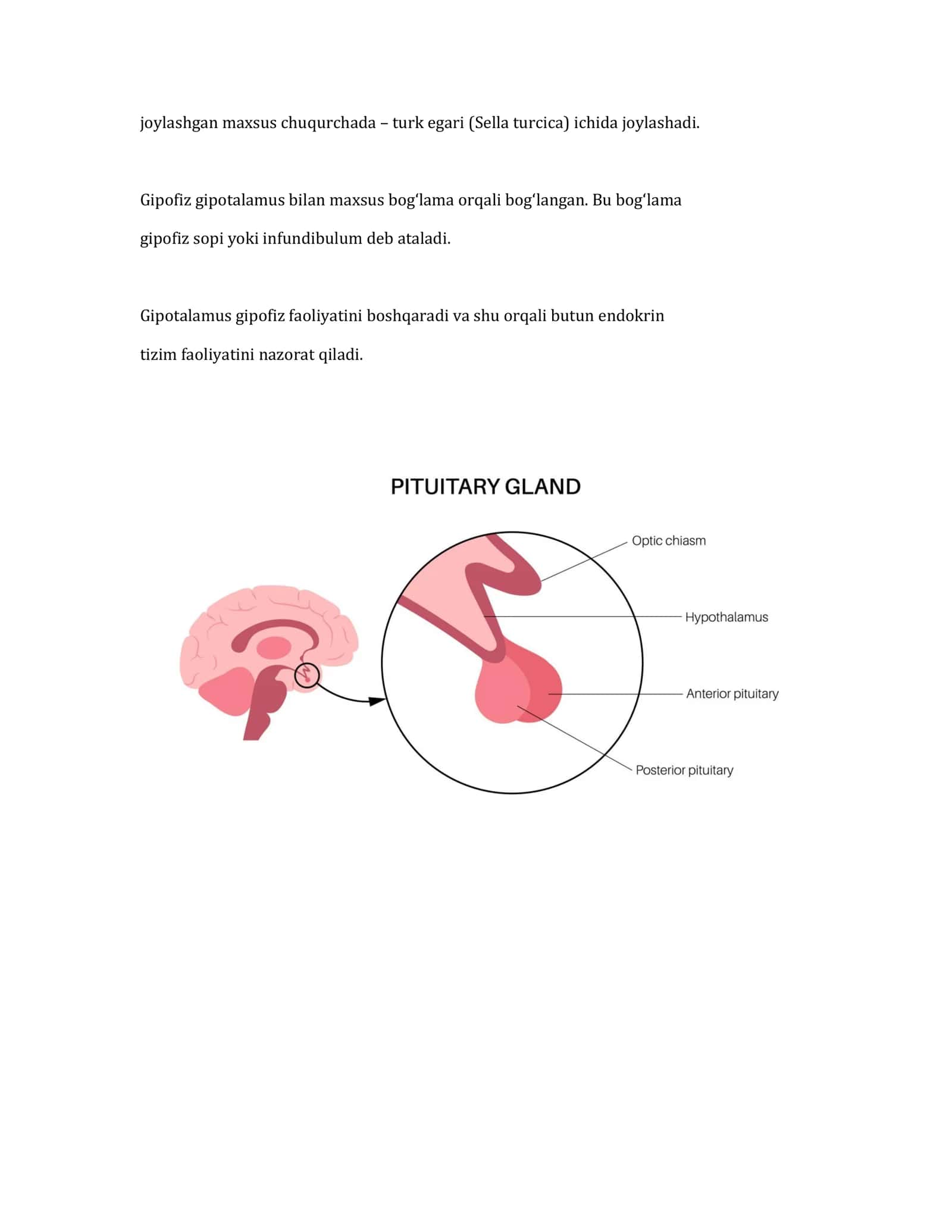 Gipofiz bezi (Hypophysis cerebri) 2