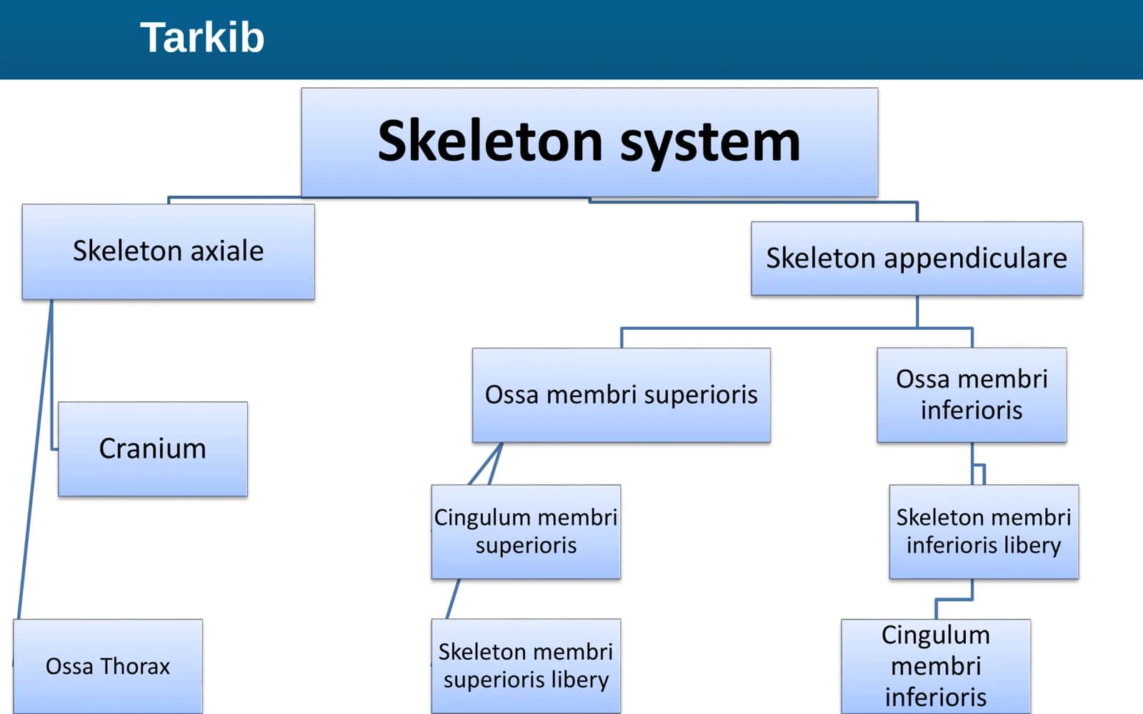 ANATOMIYA Osteologiya Dars 2 2