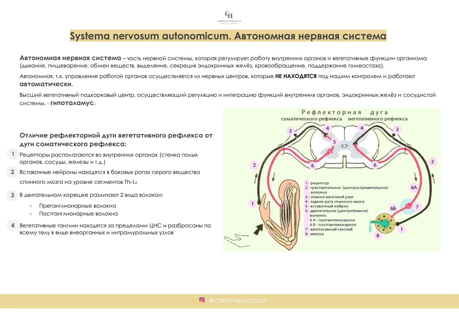 ИНТЕНСИВ ПО ПЕРИФЕРИЧЕСКОЙ НЕРВНОЙ СИСТЕМЕ 2