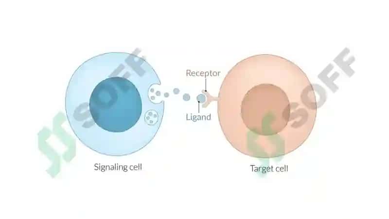 signal transduction 2