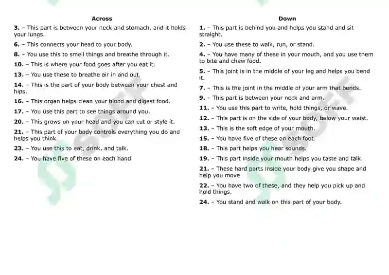 Human Body Anatomy Puzzle 2