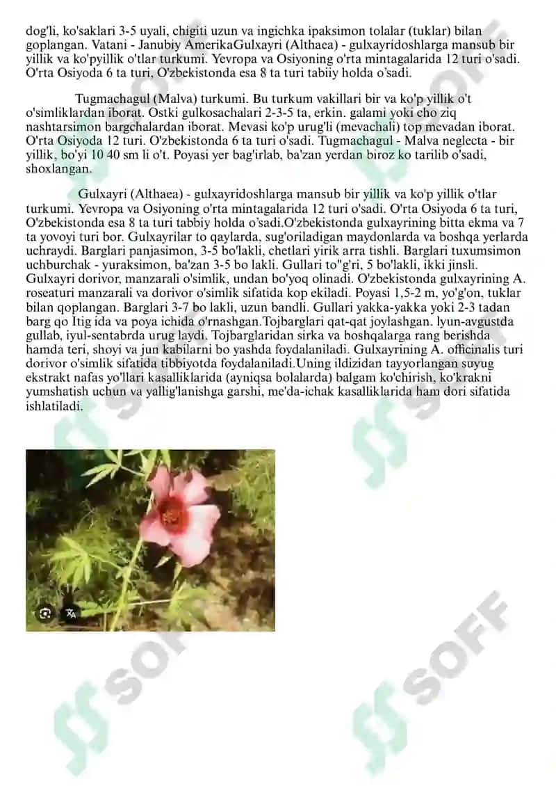 Gulxayridoshlar (Malvaceae) oilasi 2