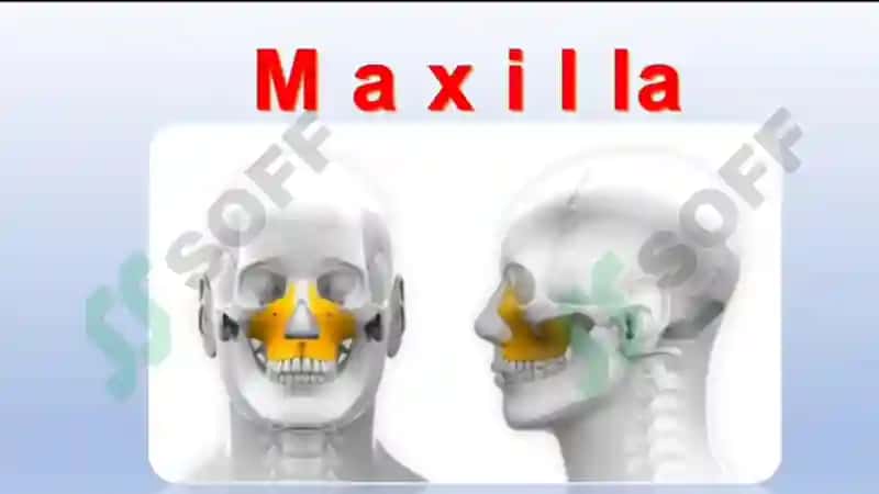 Yuqori jag‘ anatomiyasi Maxilla 2