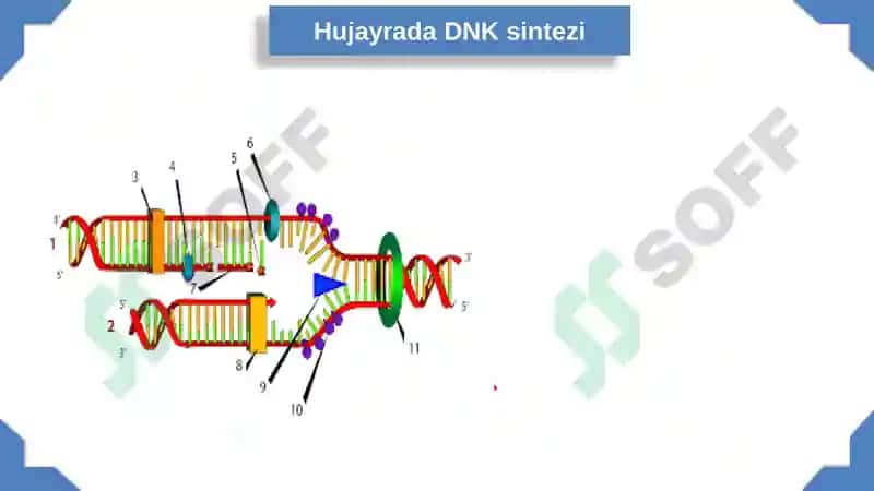 Hujayra va Gen Injineriyasi 2
