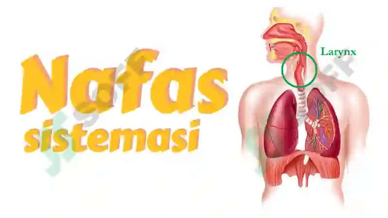 Hiqildoq anatomiyasi 2