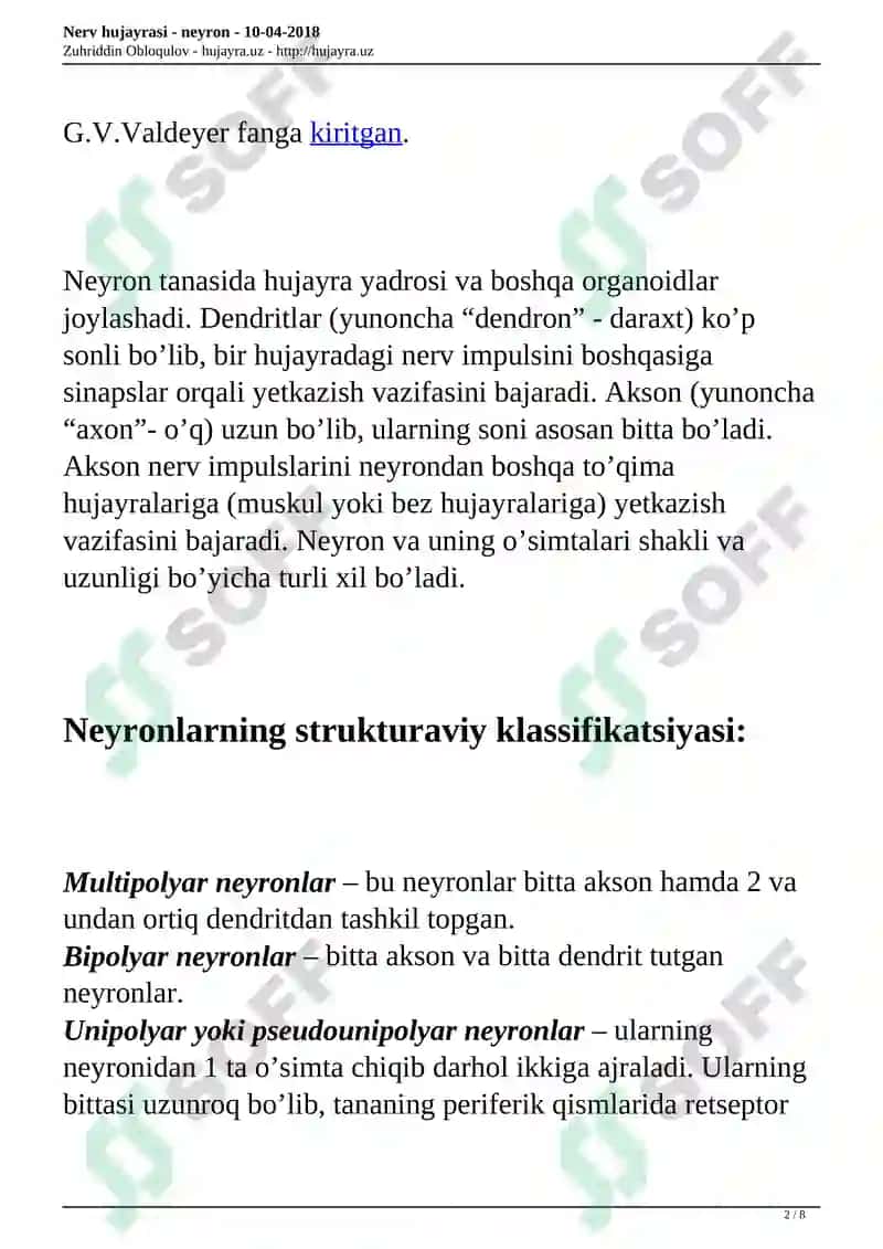 Nerv hujayrasi - neyron 2