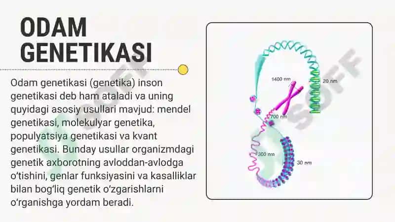 Mavzu: Odamlar genetikasi (genetika) 2
