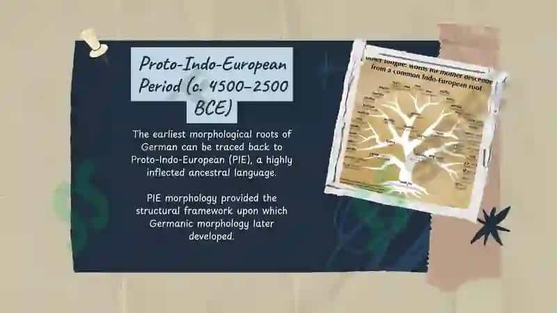 The evolution of Morphology in Germanic languages 2