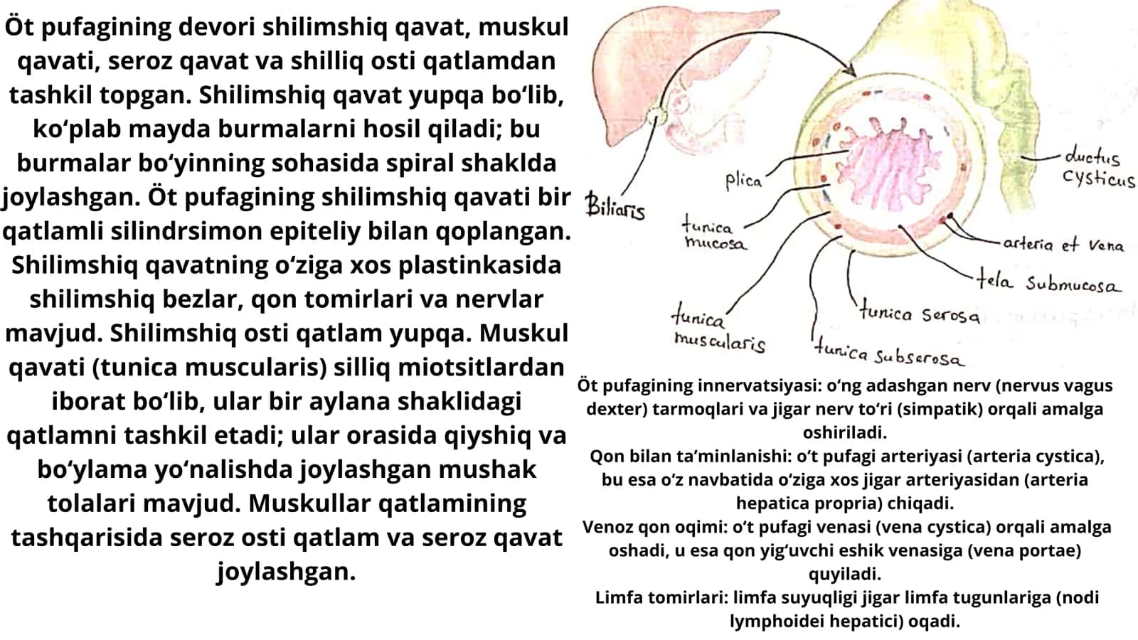 O't qopi anatomiyasi 2