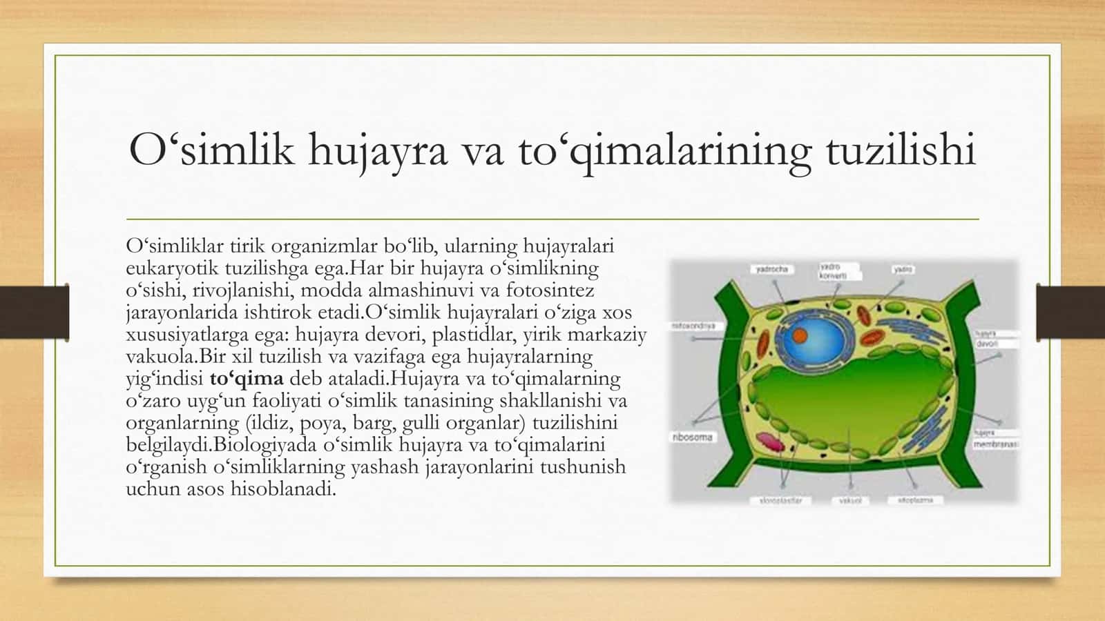O‘simlik hujayra va to‘qimalarining tuzilishi 2