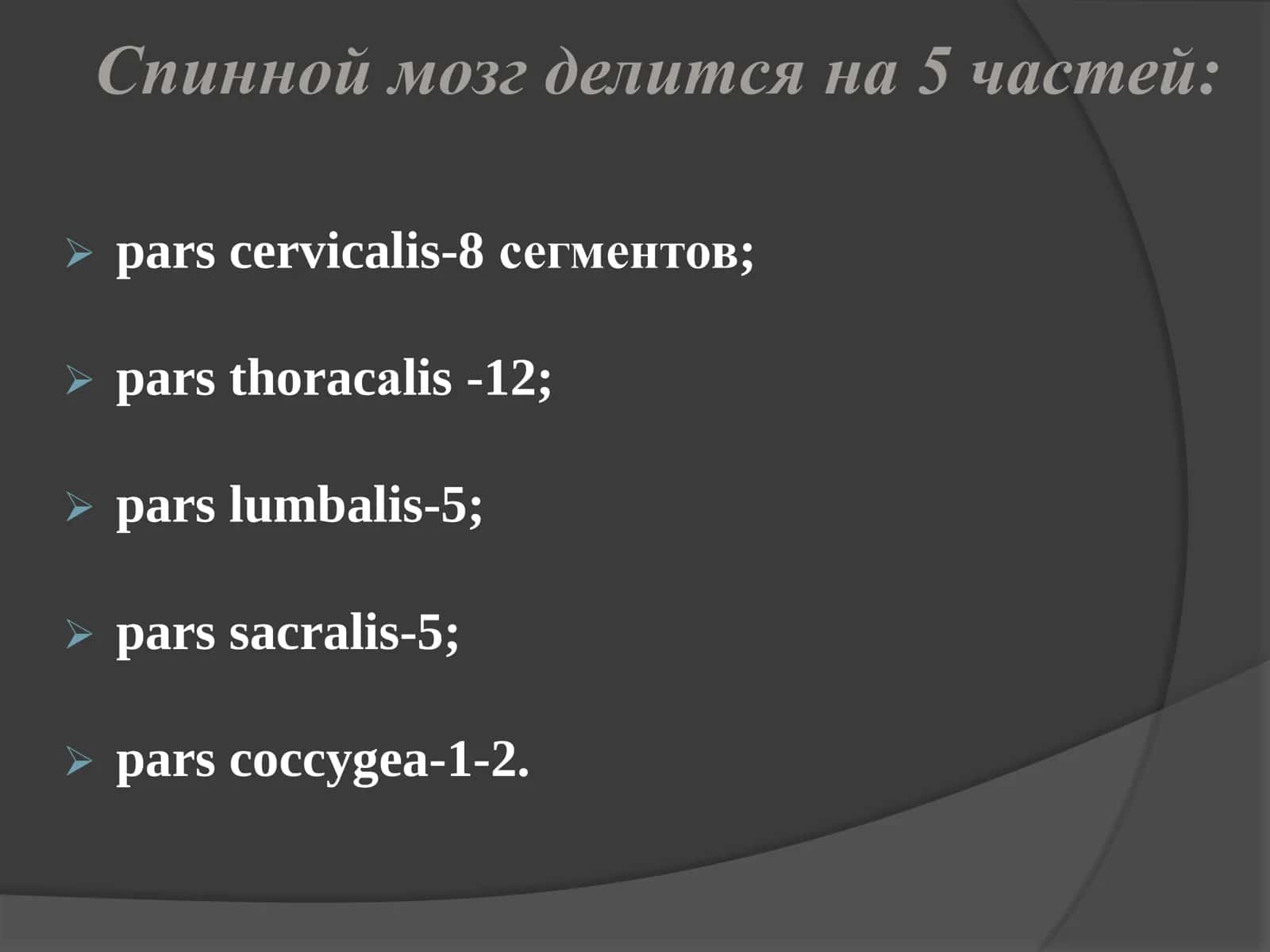Orqa miya, miya asoslari 2