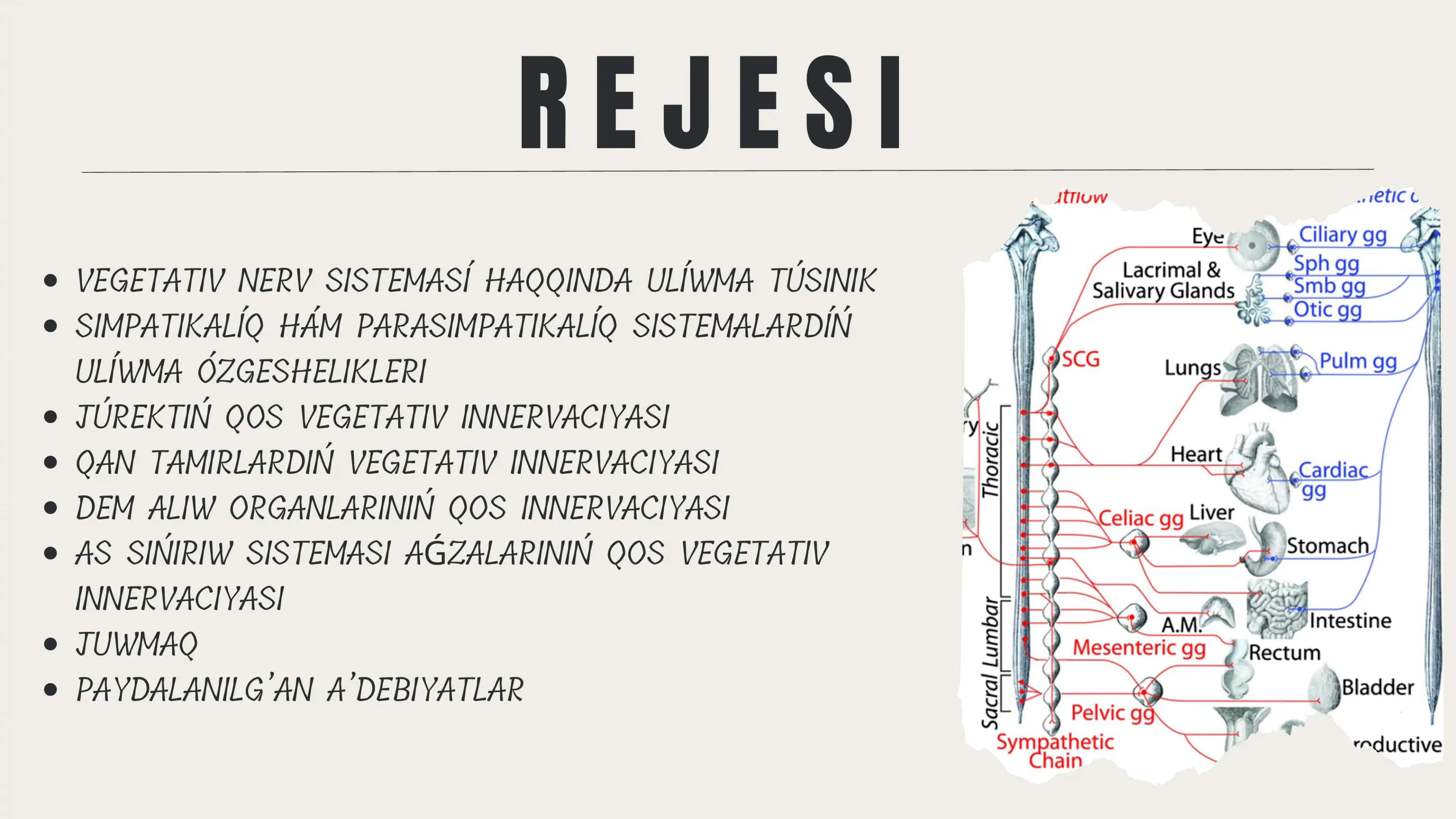 Vegetativ nerv sisteması 2