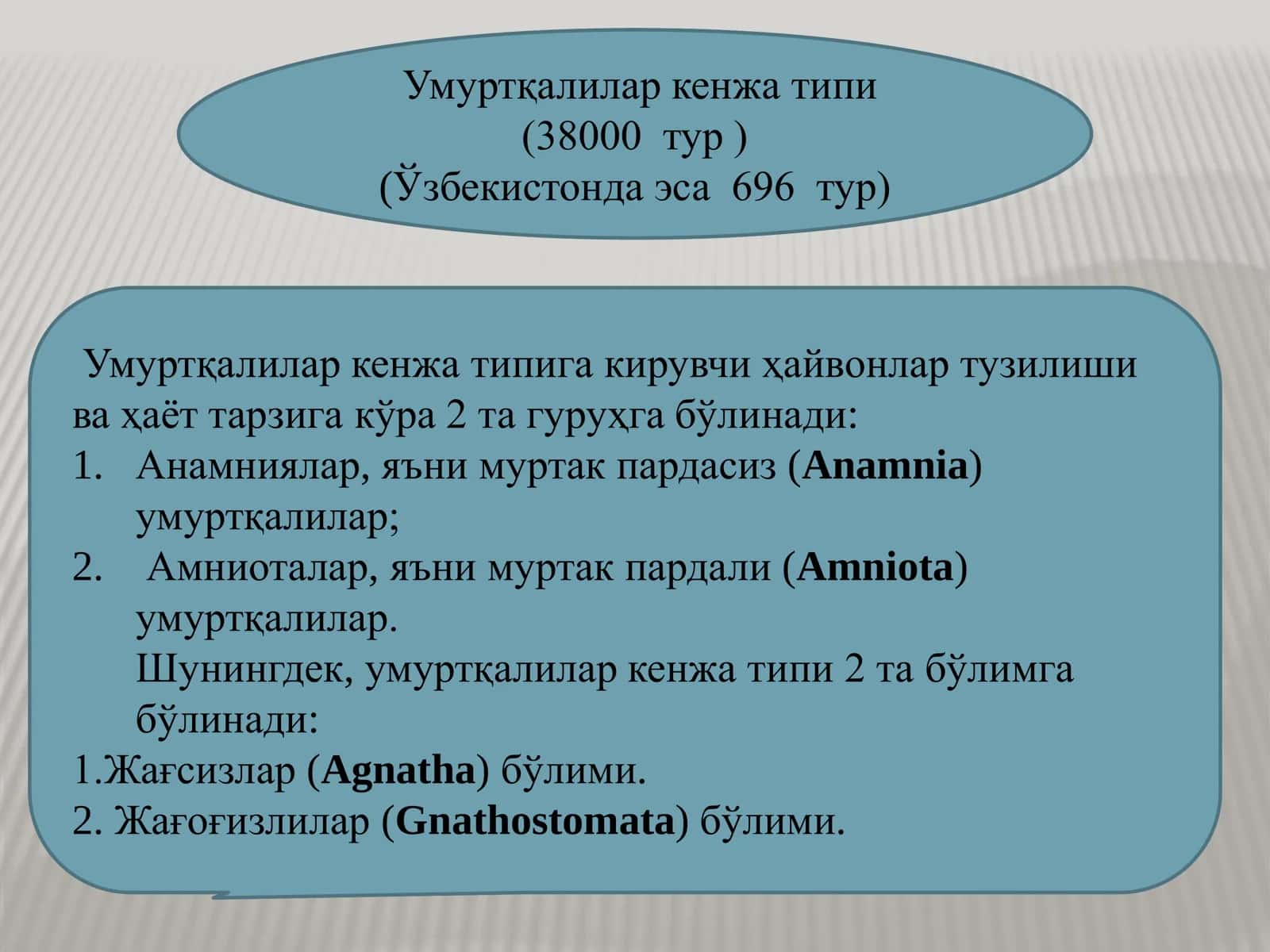 Умуртқалилар кенжа типи 2
