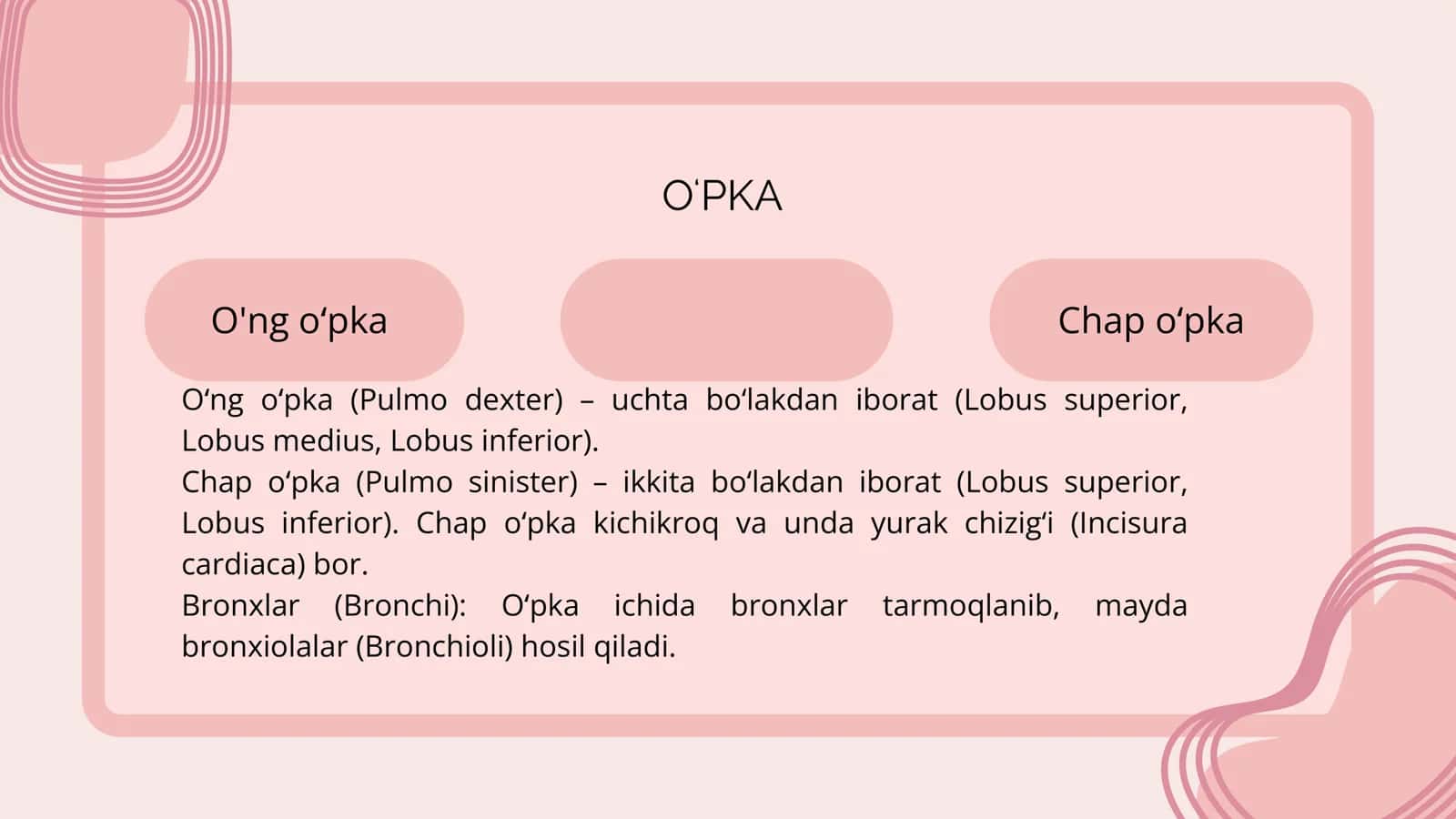 O'PKA, PLEVRA VA KO'KS ORALIG'I 2