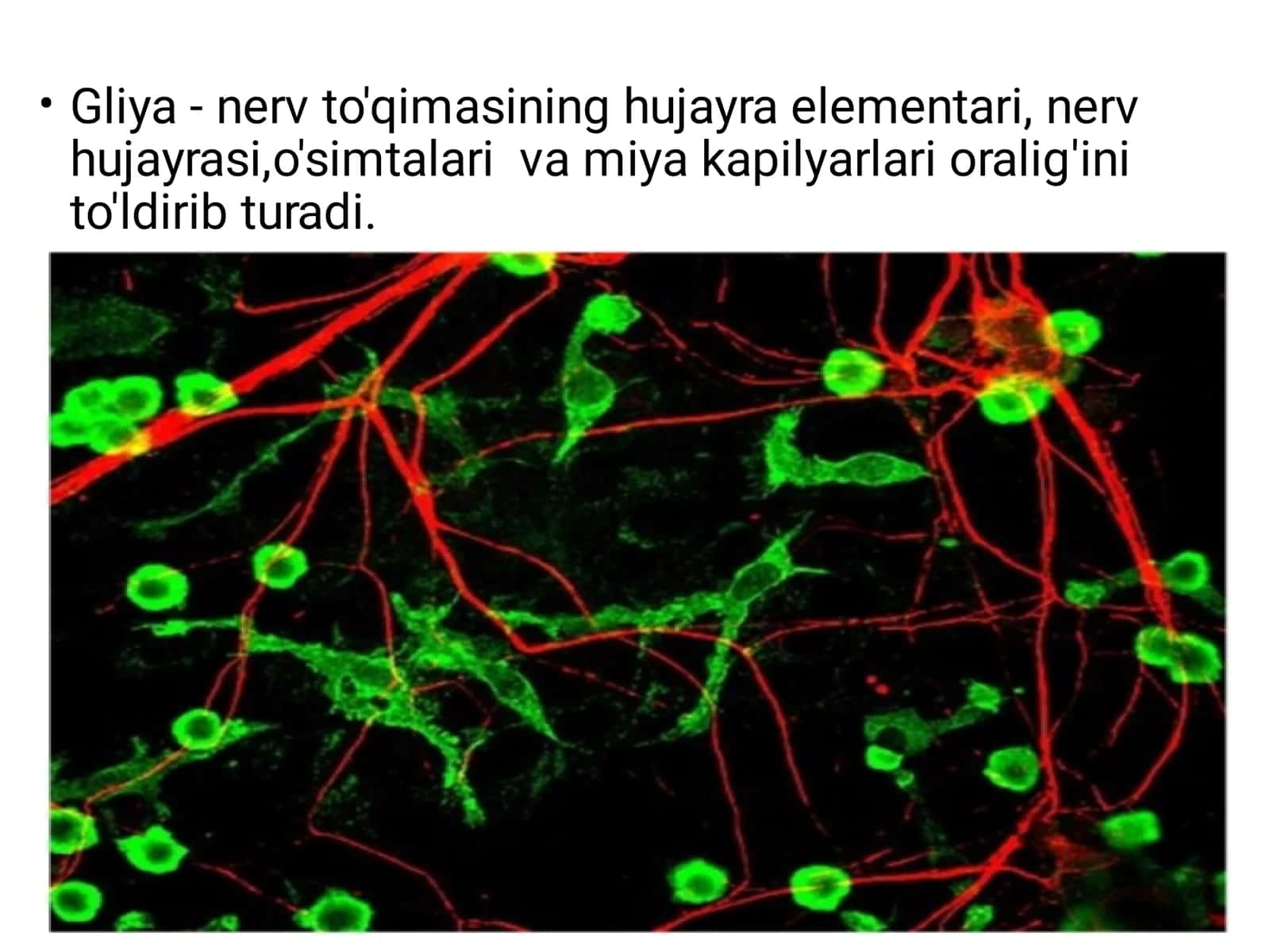 Gliyalar, turlari, vazifalari 3