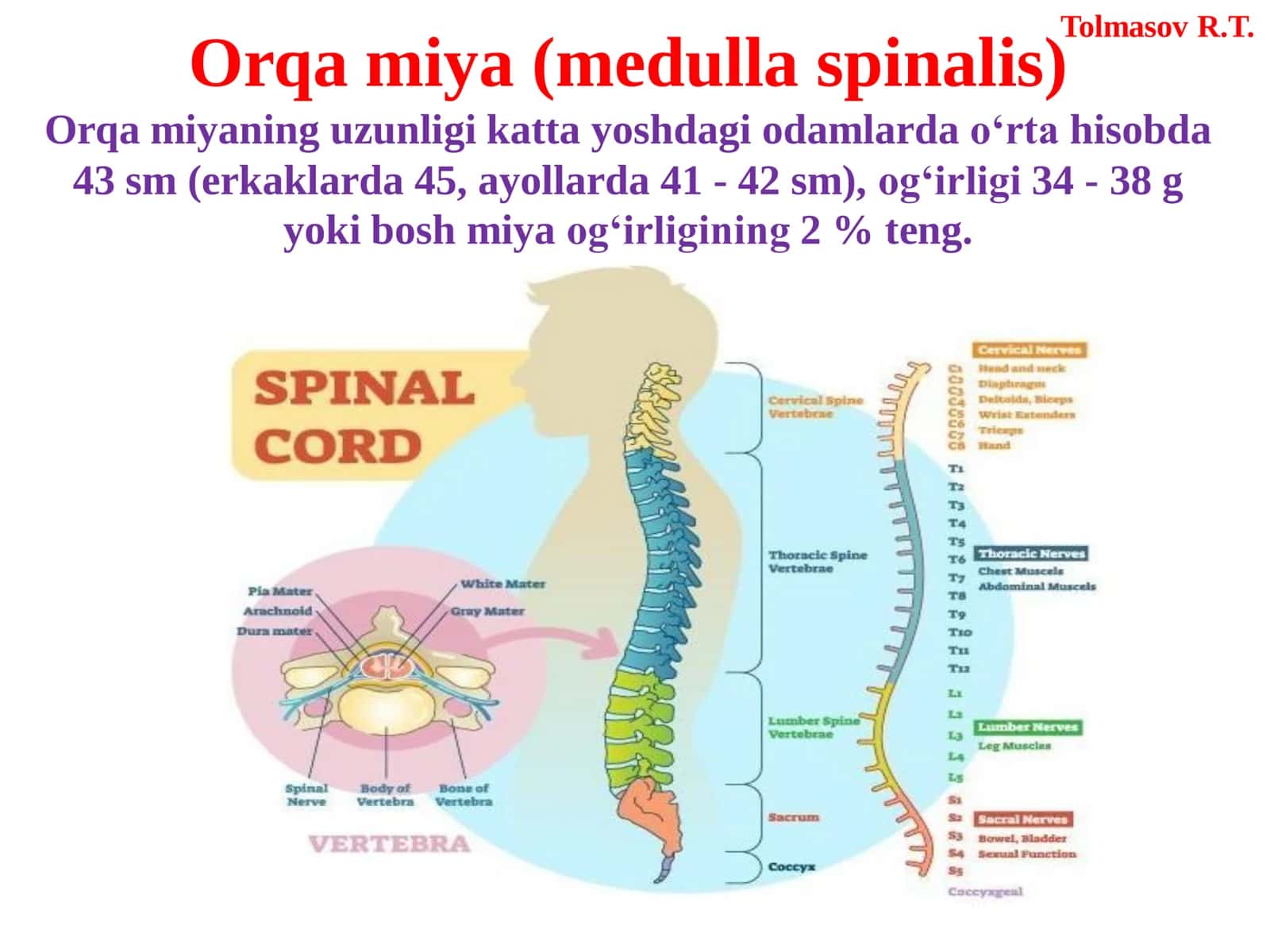 NERV TIZIMI HAQIDAGI ILM (NEVROIOGIA) 3