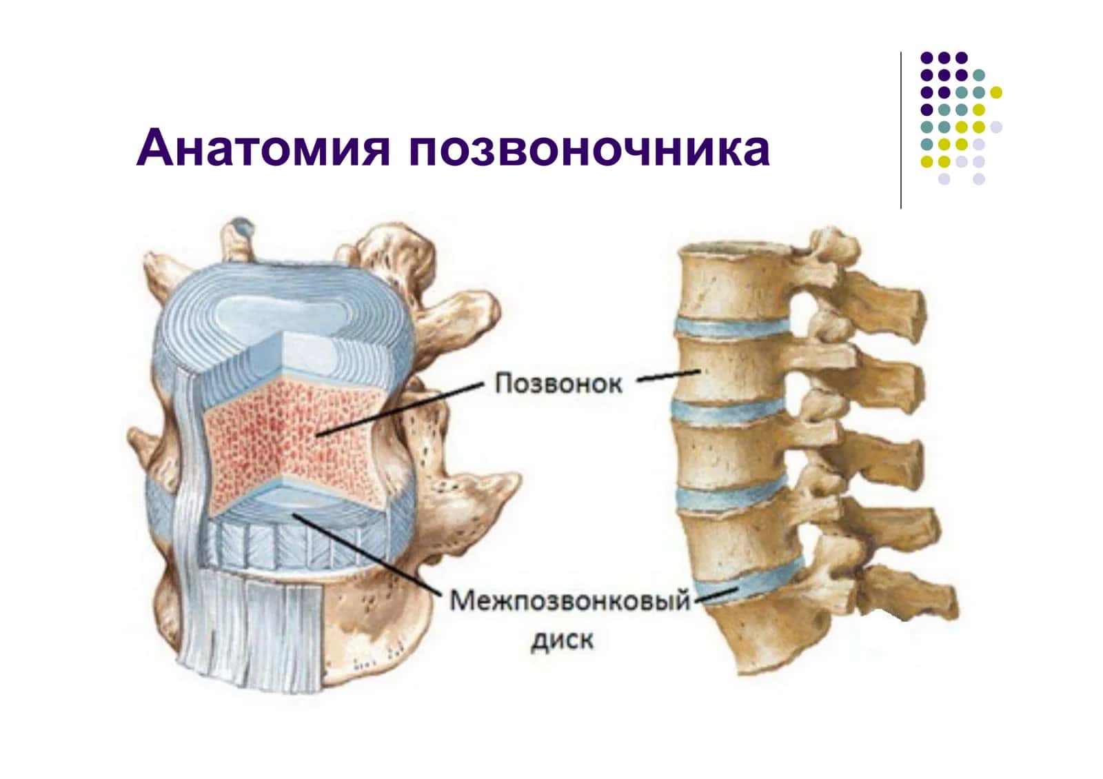 Вертеброгенные неврологические нарушения 3
