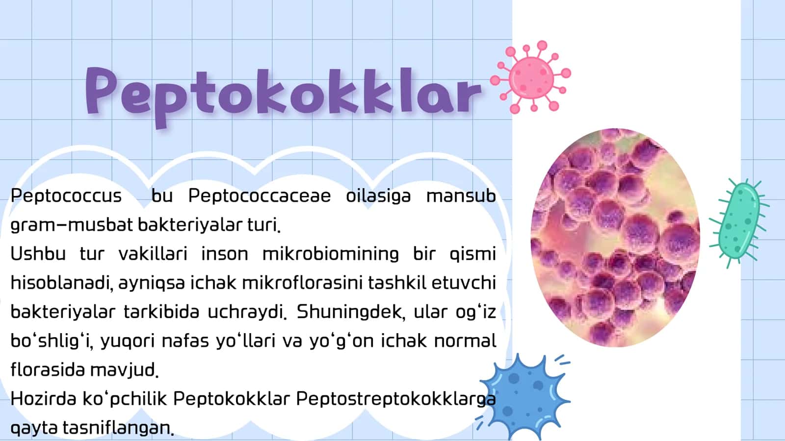 Shartli patogen anaerob kokklarni (peptokokklar, peptostreptokokklar, veylonellalar) ularni xirurgik va ginekologik kasalliklardagi ahamiyati laborator tashxisi 3