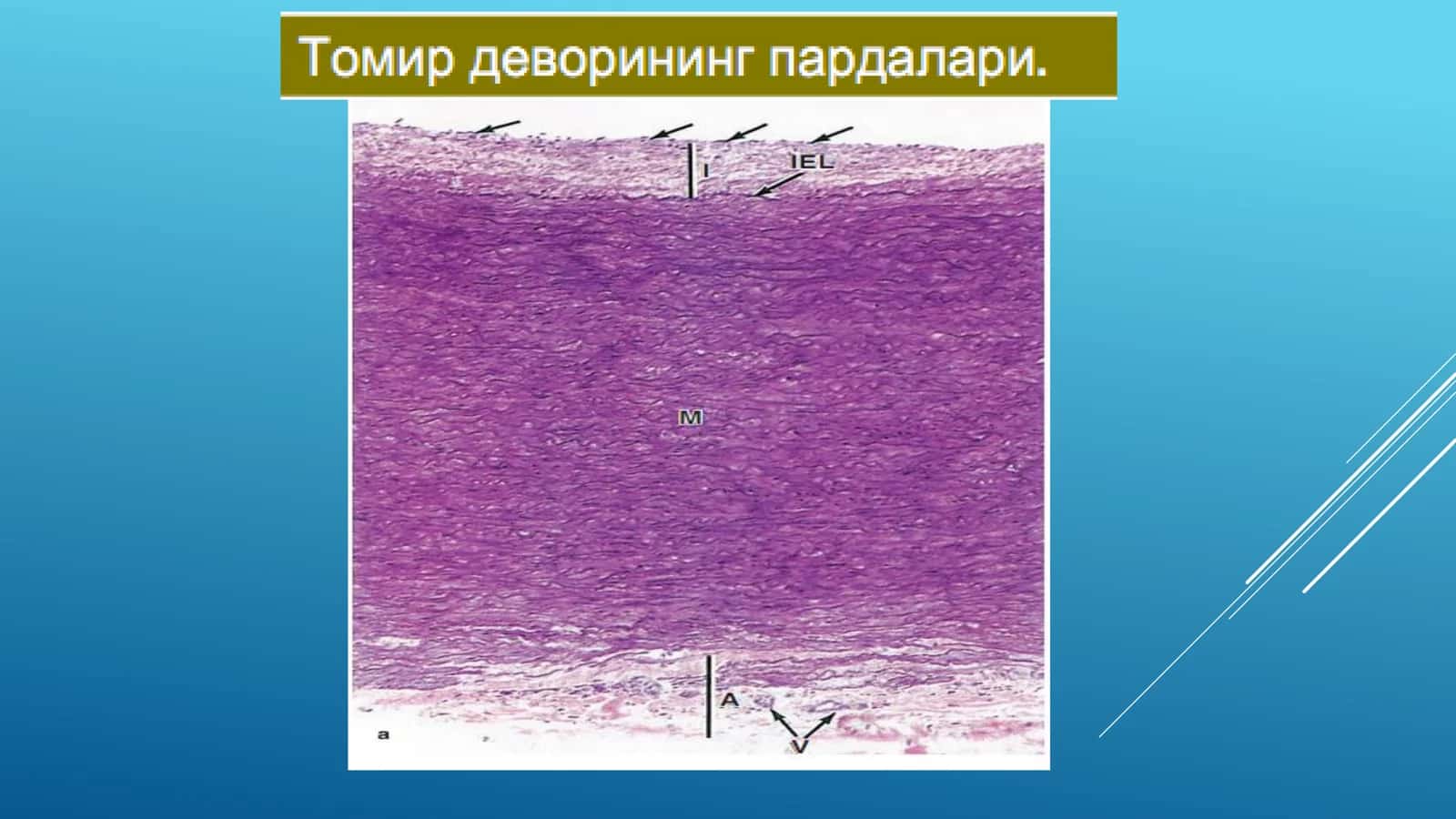 Артериялар деворининг тузилиши 3