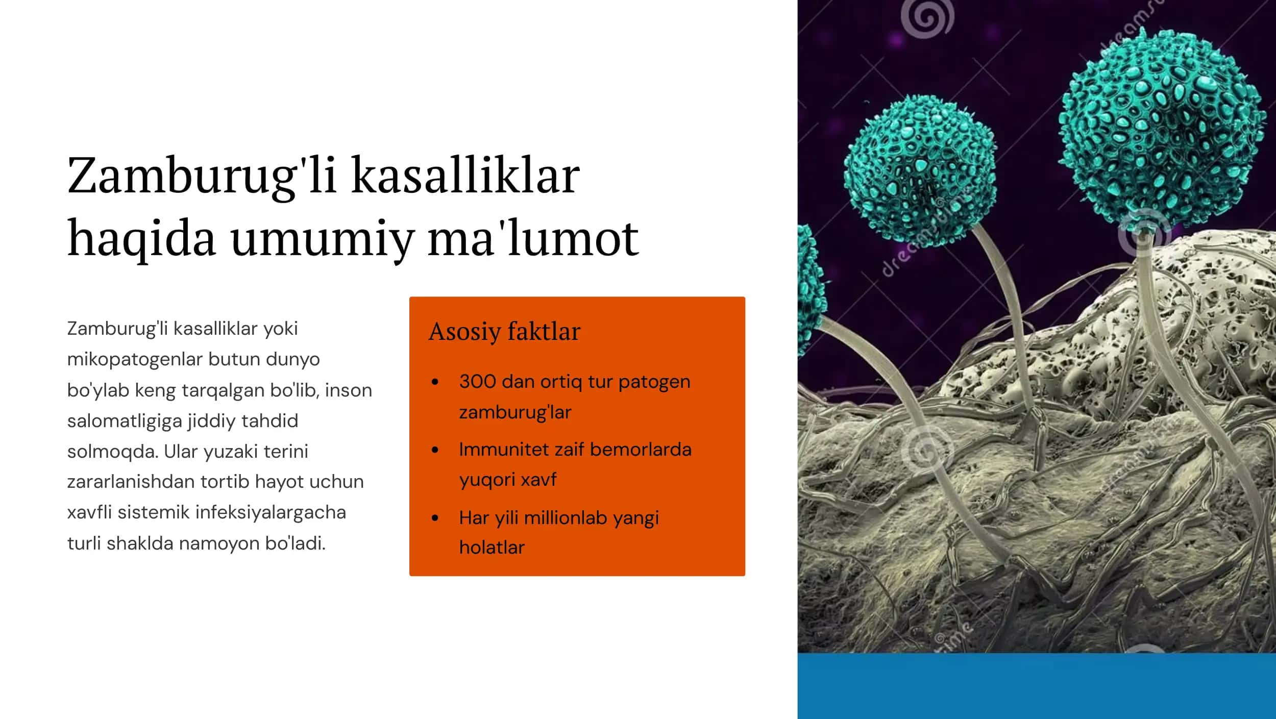 Zamburug'li kasalliklarning qo'zg'atuvchilari,  patogenezi, laboratoriya tashxisi. 3