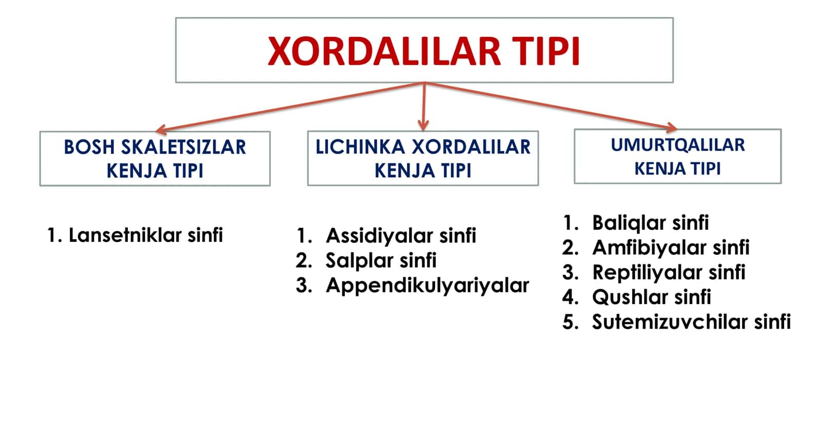 XORDALILAR TIPI 3