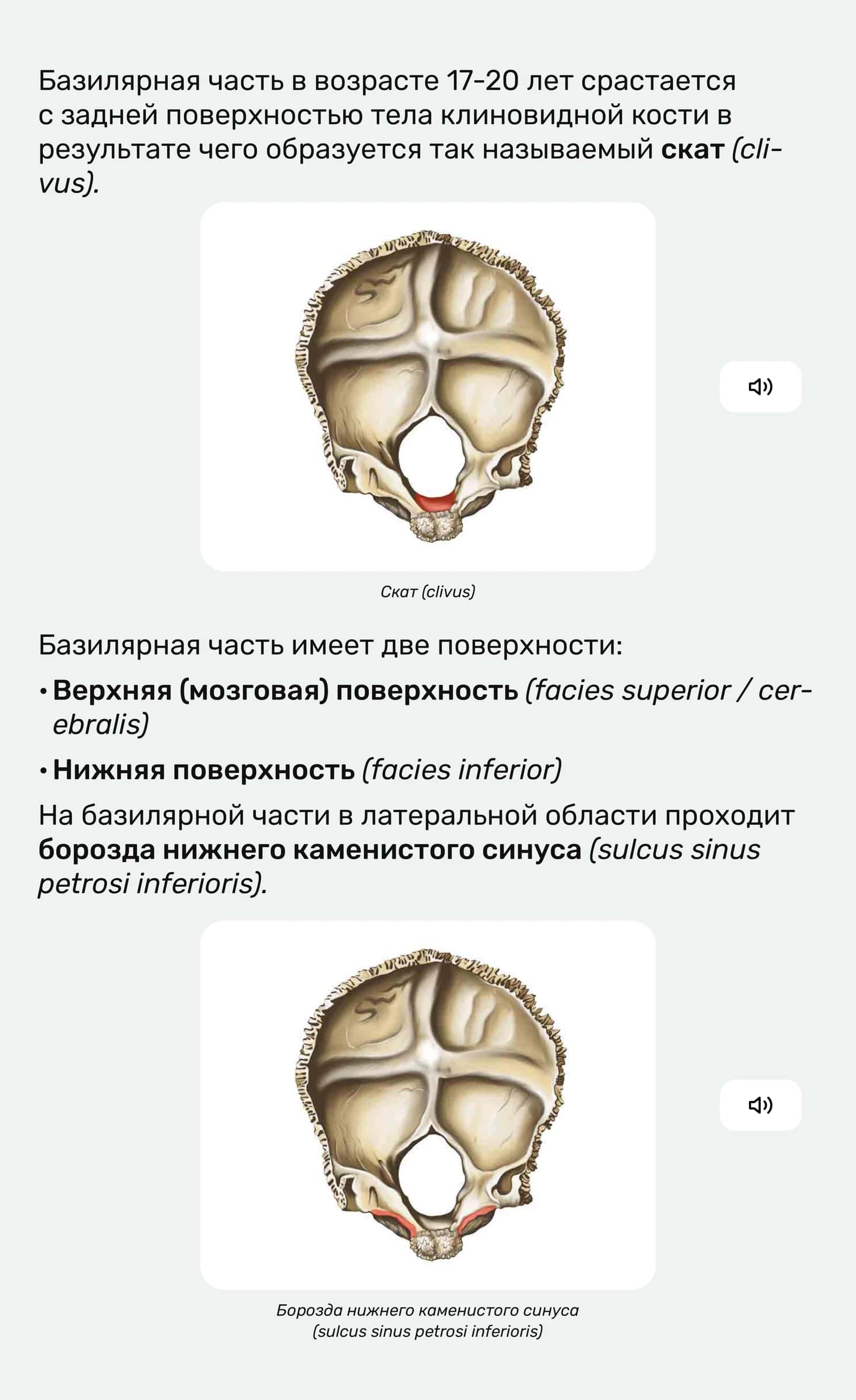 Анатомия затылочной кости 3