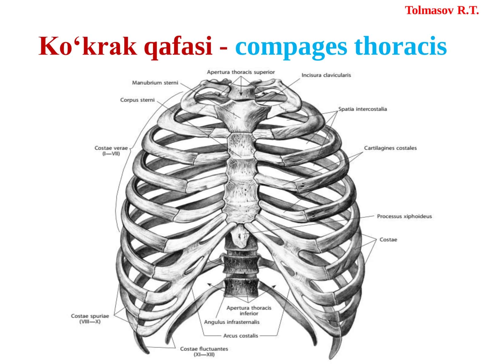 Ko‘krak qafasi tashkil topgan 3