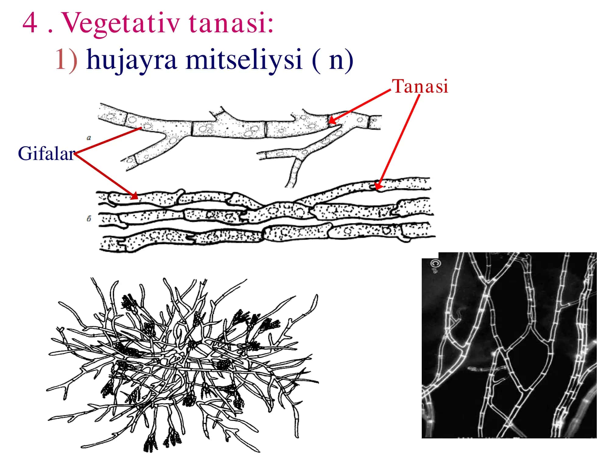 Askomitset va bazidiometsiy "Ascomycetes" "Basidiomycetes" sinifi 3