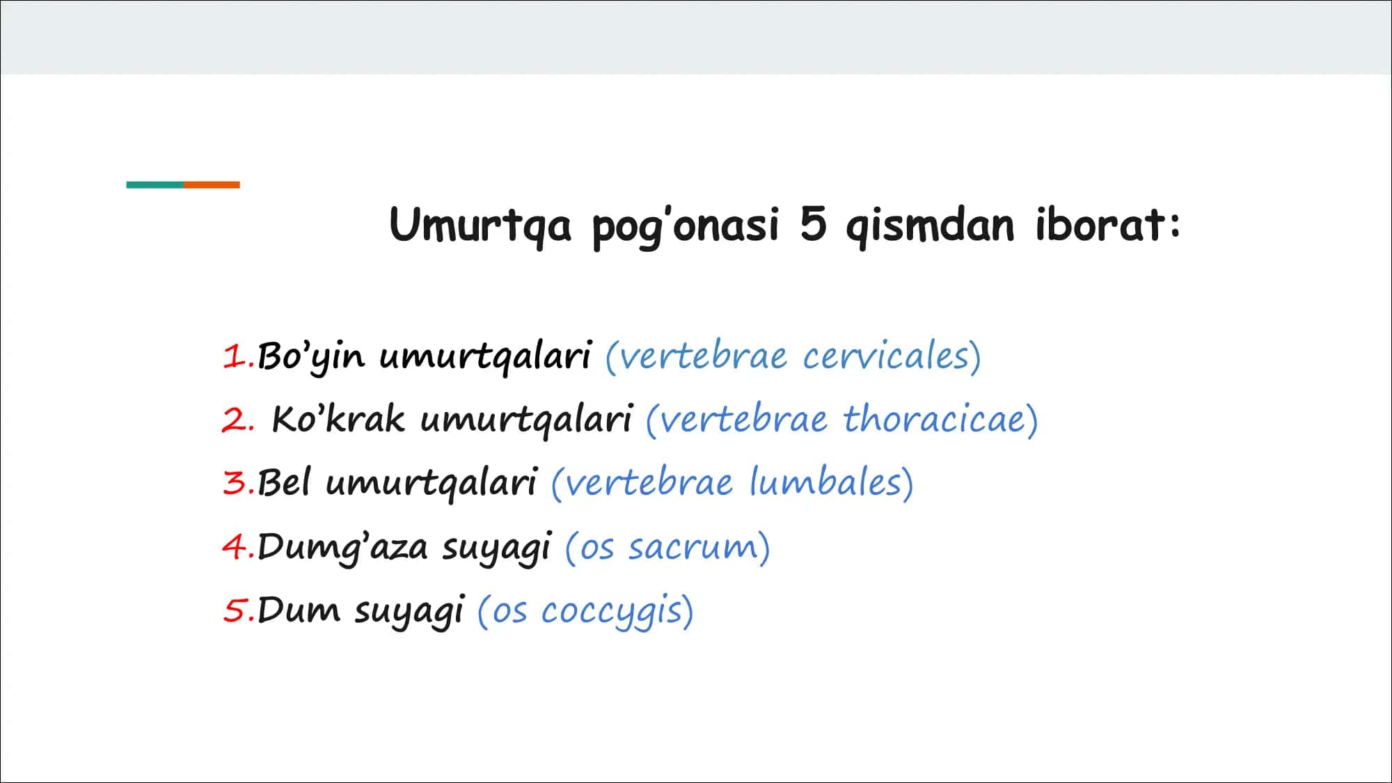 Umurtqa pog’anasi 3