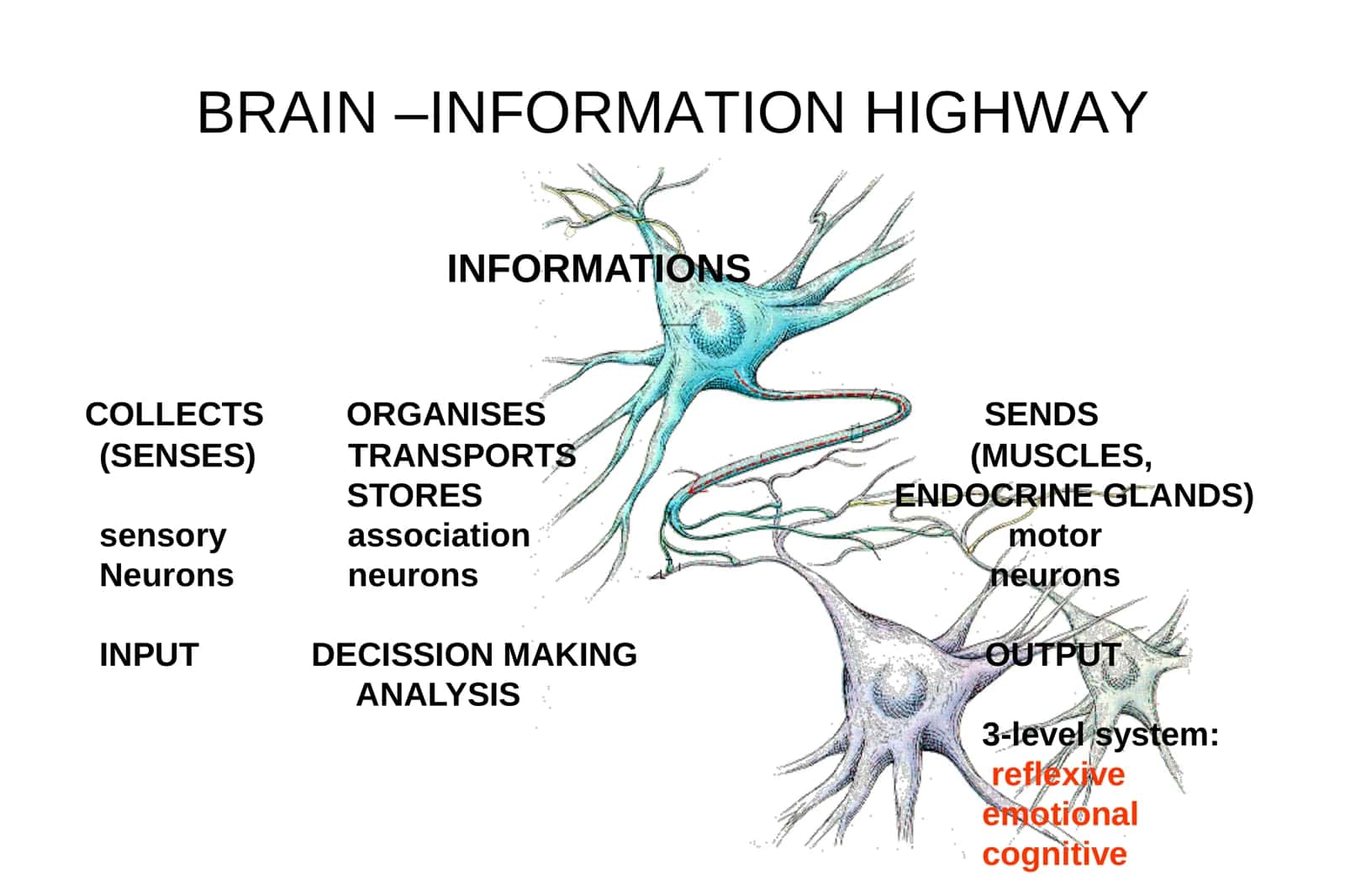 PHYSIOLOGY OF HIGHER NERVOUS FUNCTIONS 3