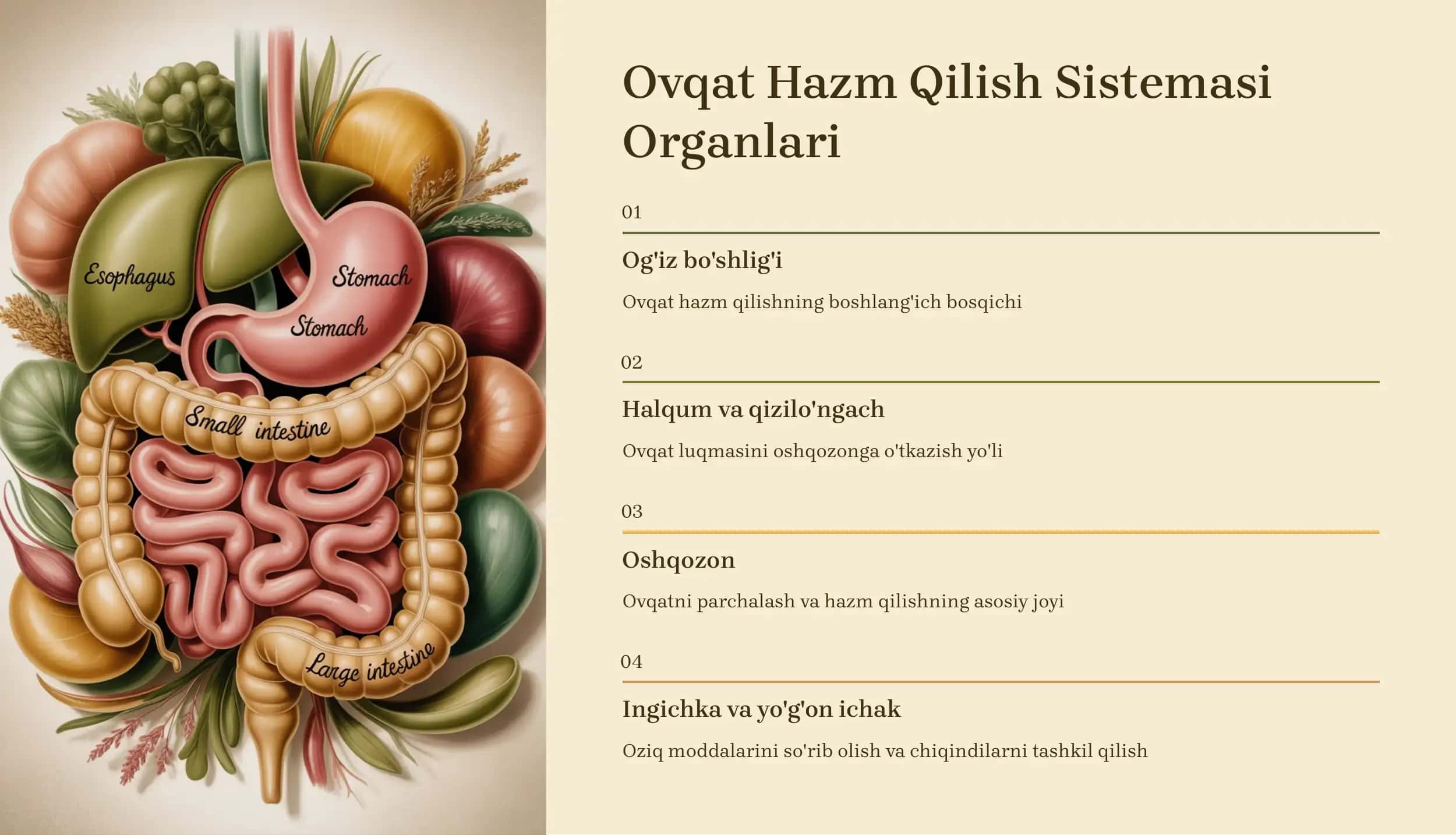 Ovqat Hazm Qilish Sistemasi Organlari 3