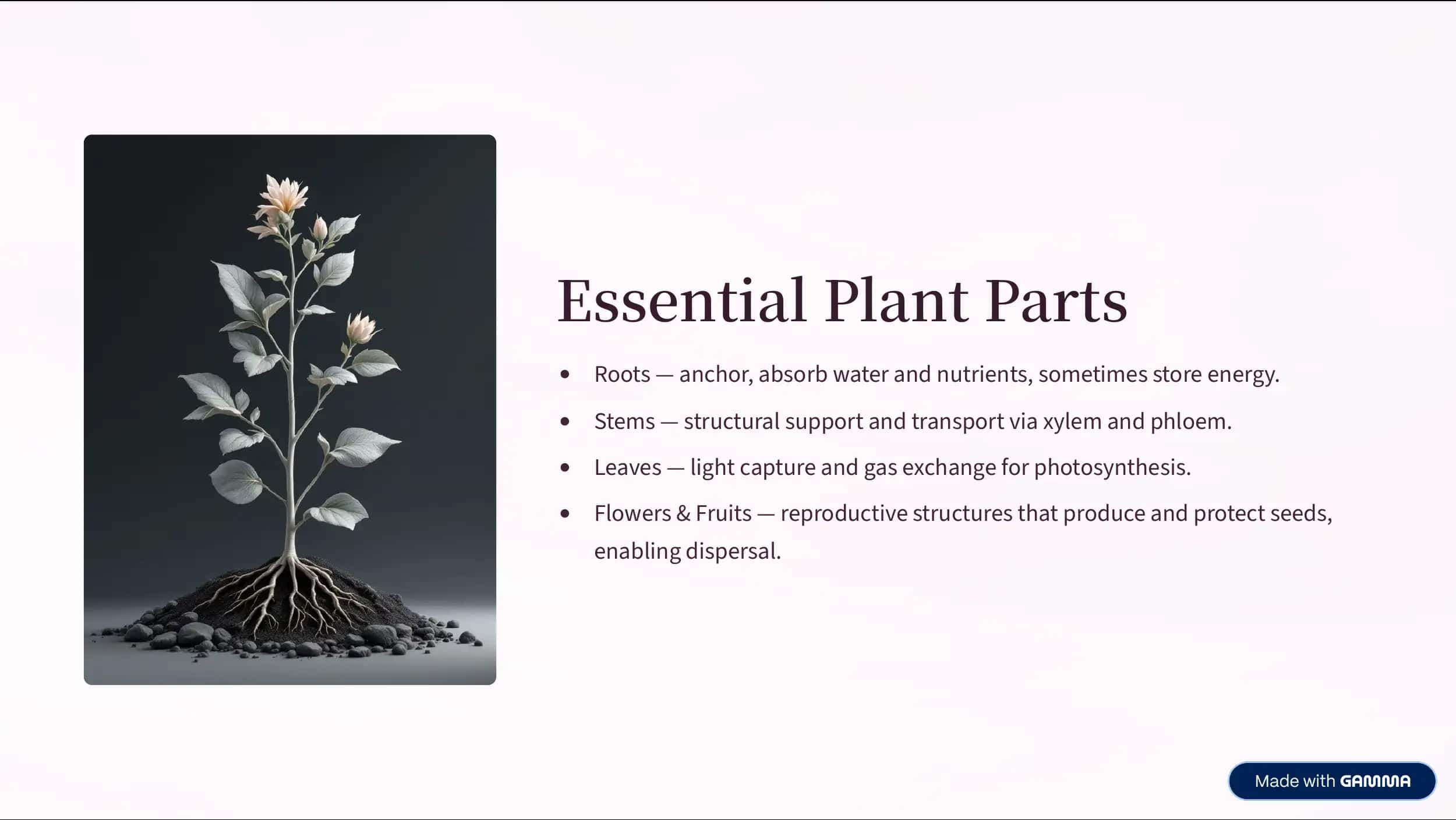 Essential Plant Parts 3