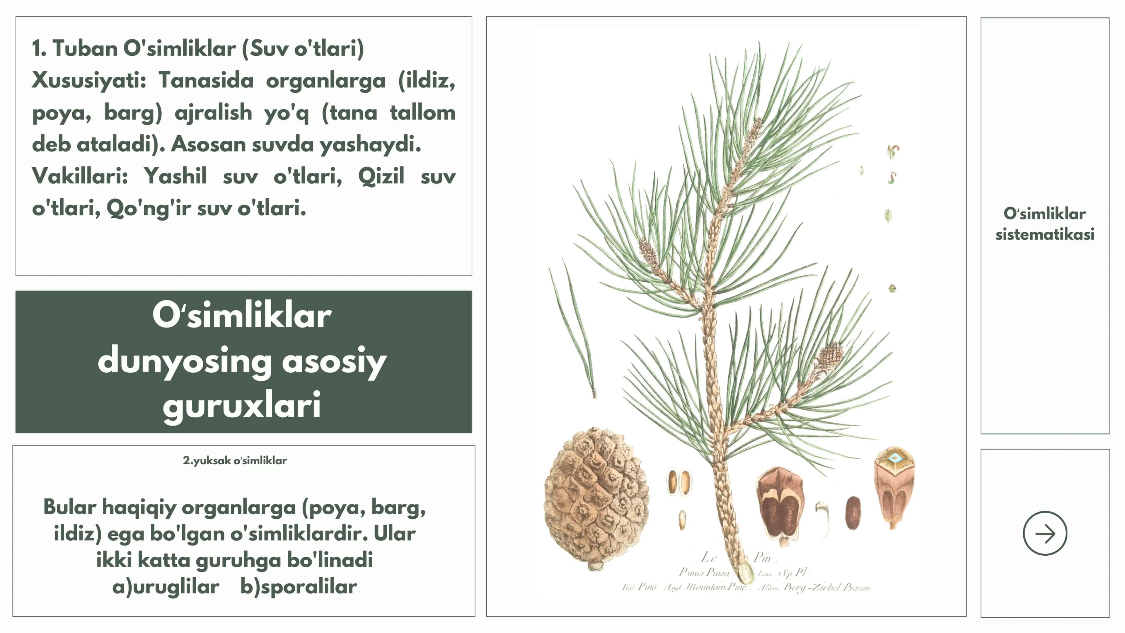 Oʻsimliklar sistematikasi 3