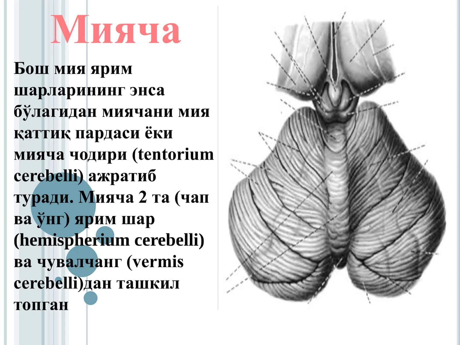 Мияча анатомияси, Miyacha anatomiyasi 3