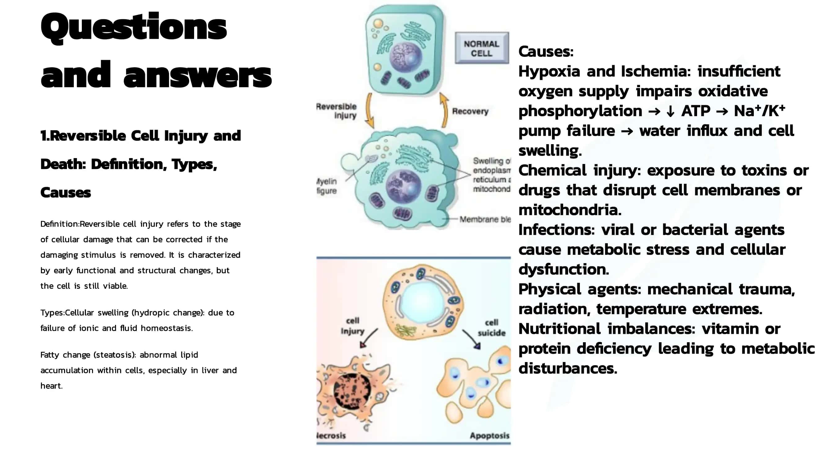 Independent Work on Pathological Anatomy 3