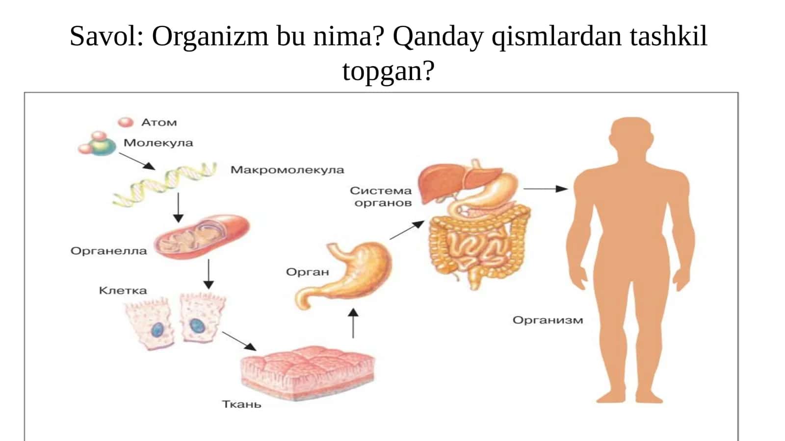 Irsiyat va rivojlanish 3