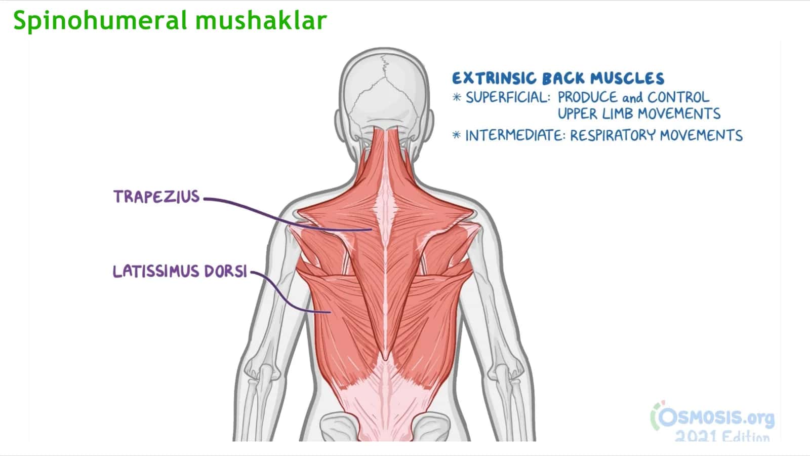 Orqa guruh mushaklari klassifikatsiyasi 3