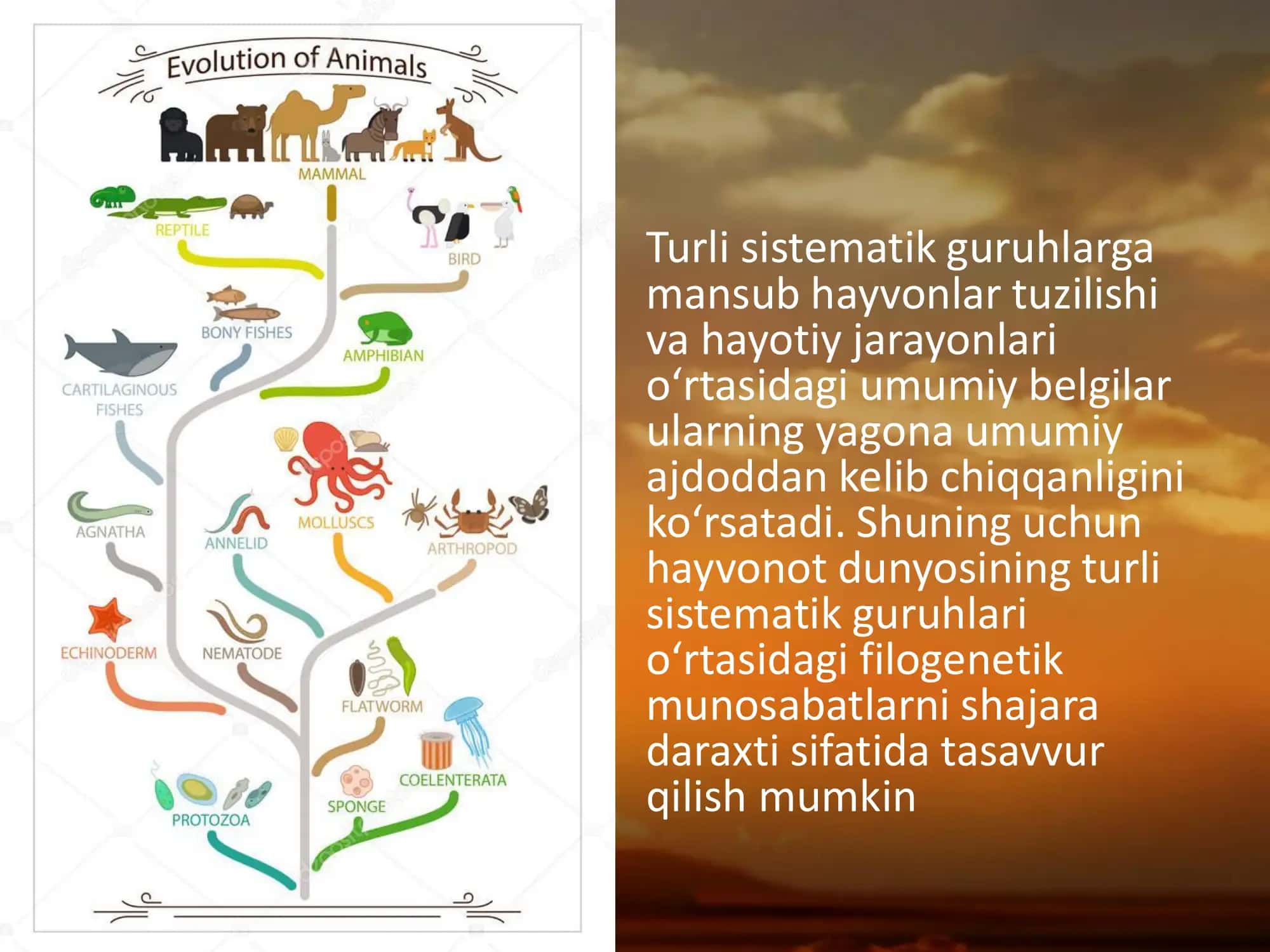 Psixik funksiyalar evolyutsiyasi 3
