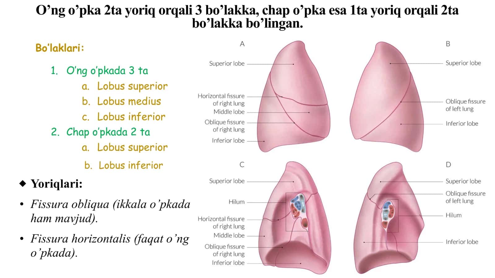 plevra , Oʻpka 3
