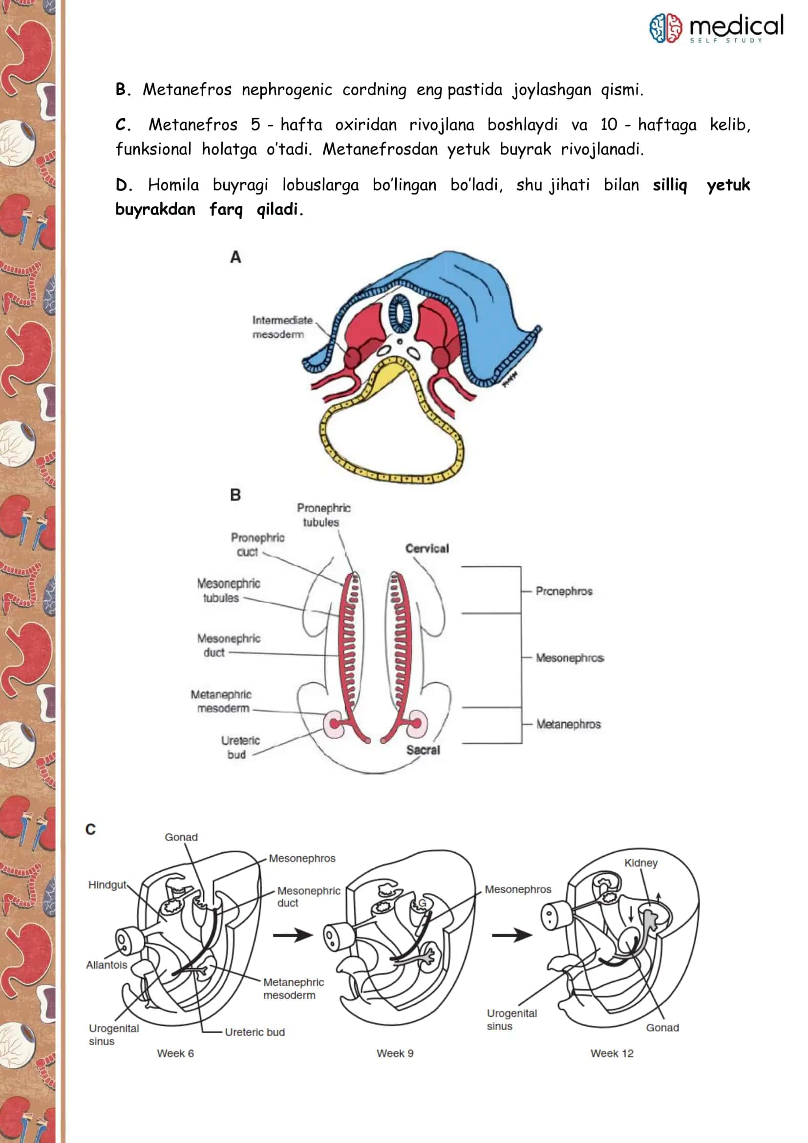 Ayirish sistemasi embriologiyasi 3