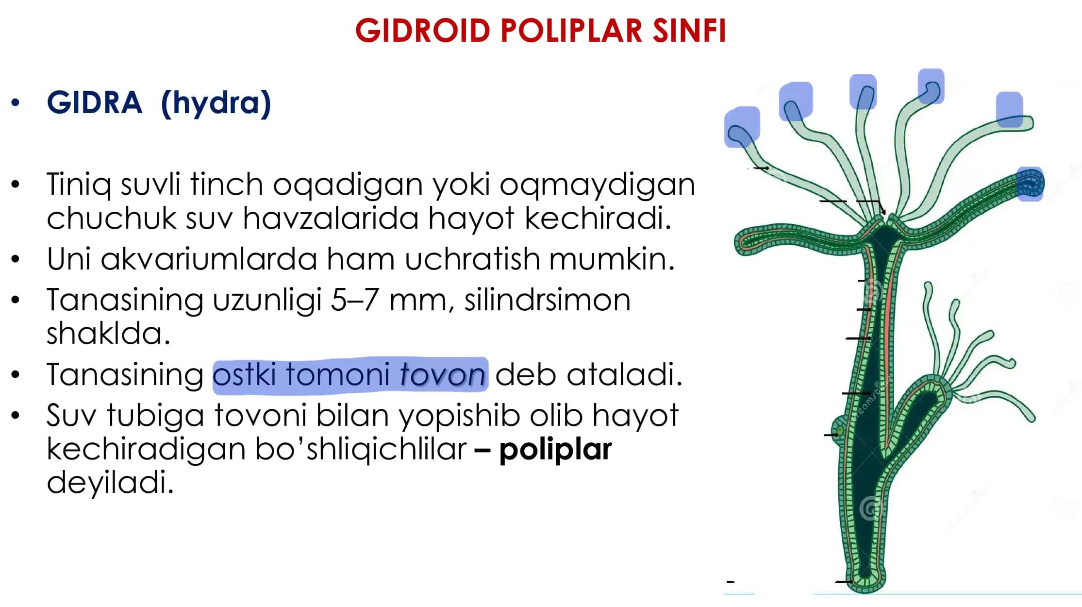 Bo’shliqichlilar tipi Zoologiya 2-dars 3
