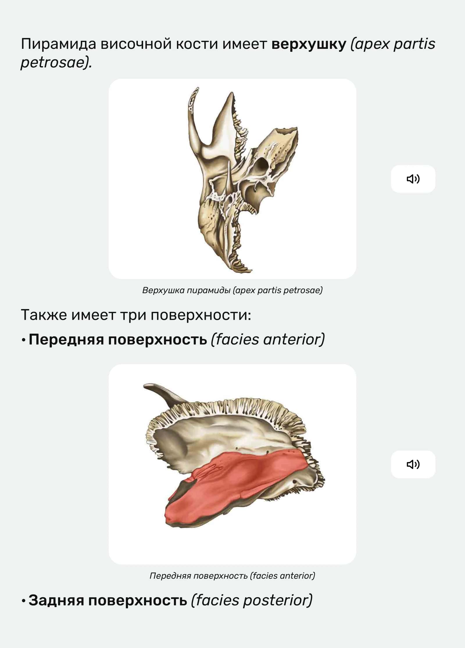 Анатомия височной кости 3
