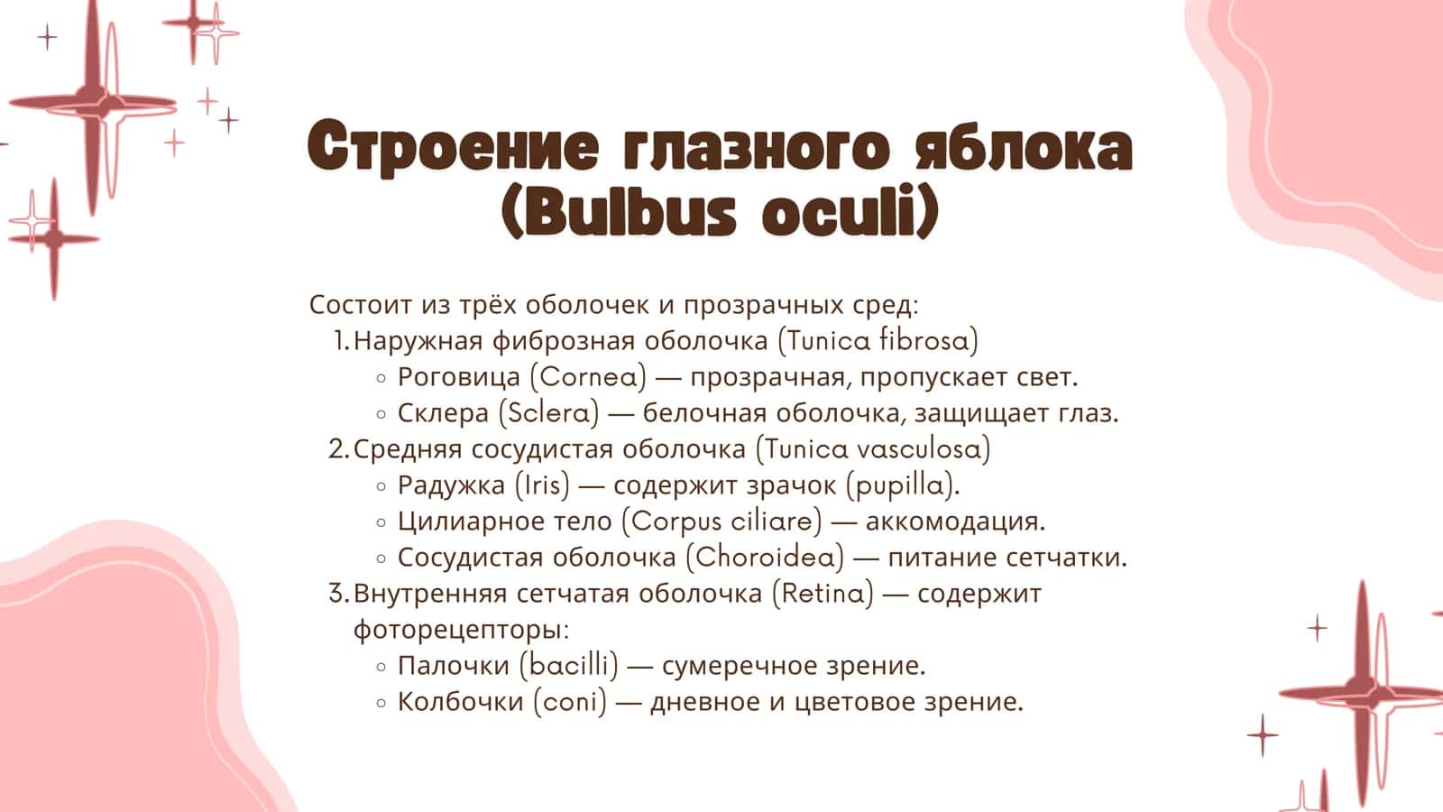 Орган зрения 3