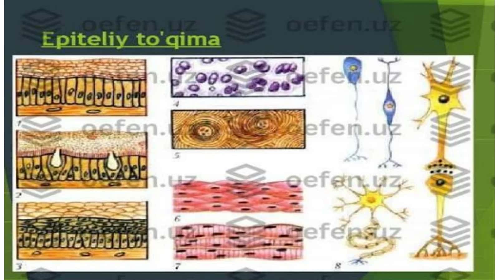 Tõqimalar tuzilishi turlari 3