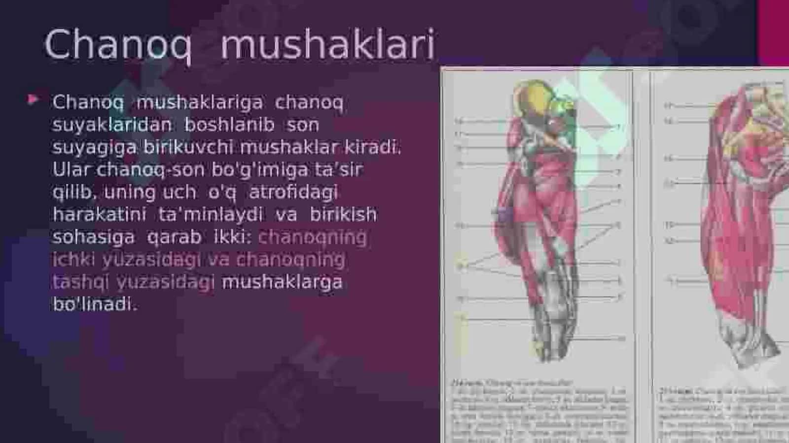 Oyoq mushaklarni vazifalari 3
