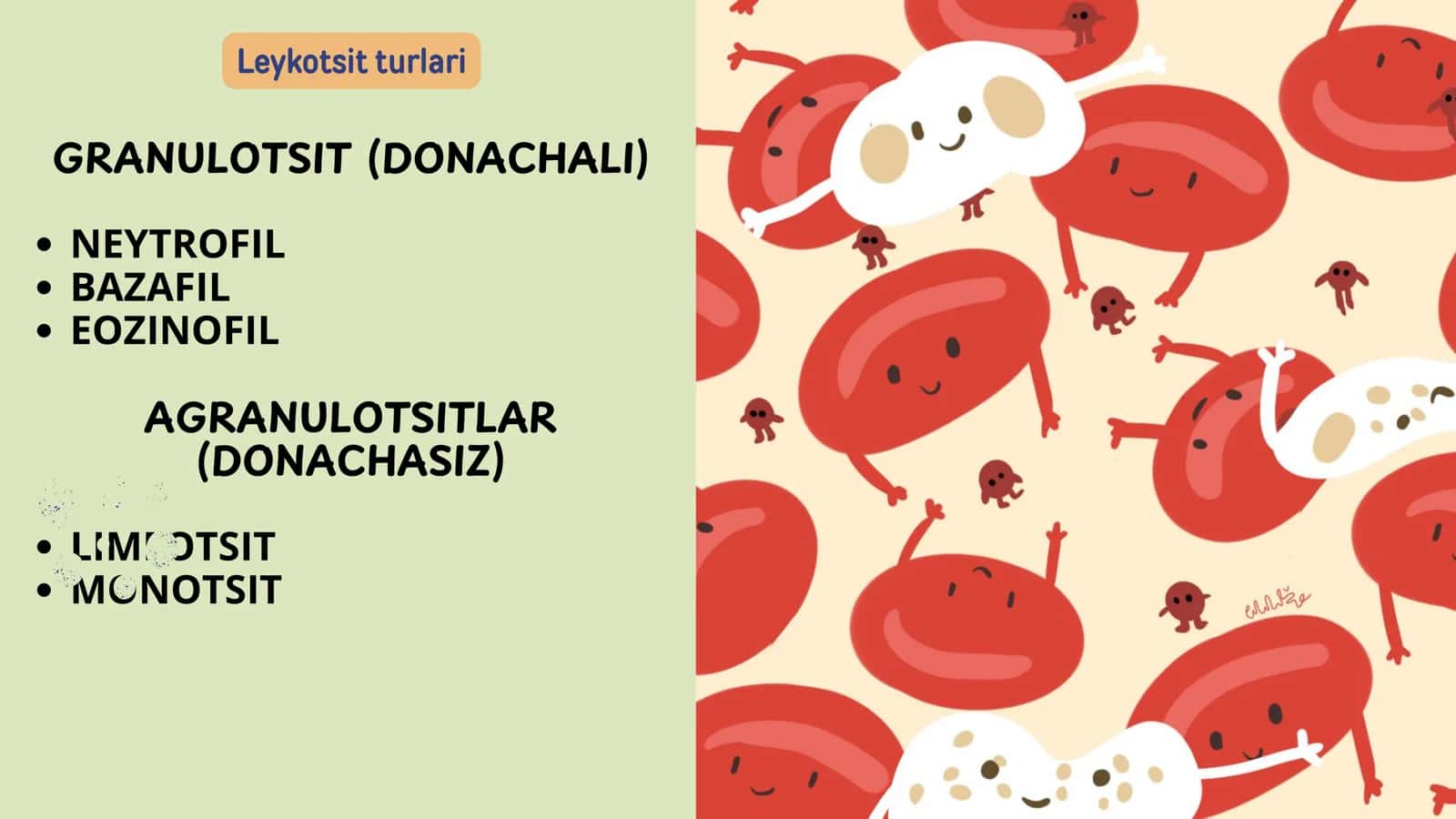 Leykotsitlar fiziologiyasi 3
