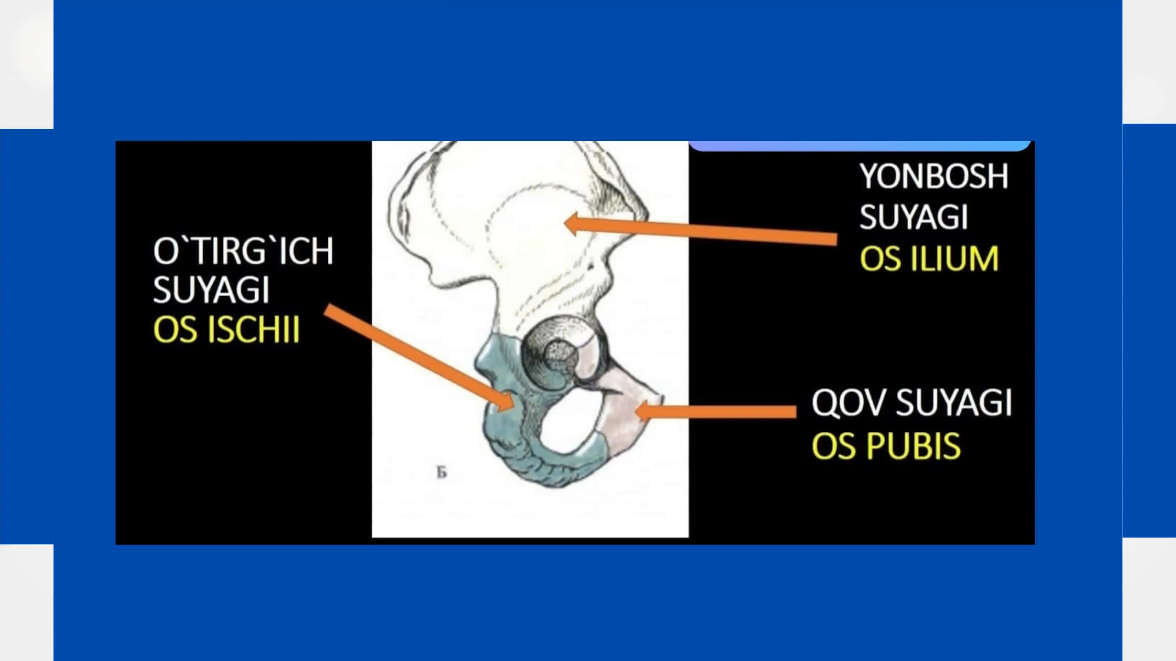 OYOQ KAMARI (Foot Anatomy) 3